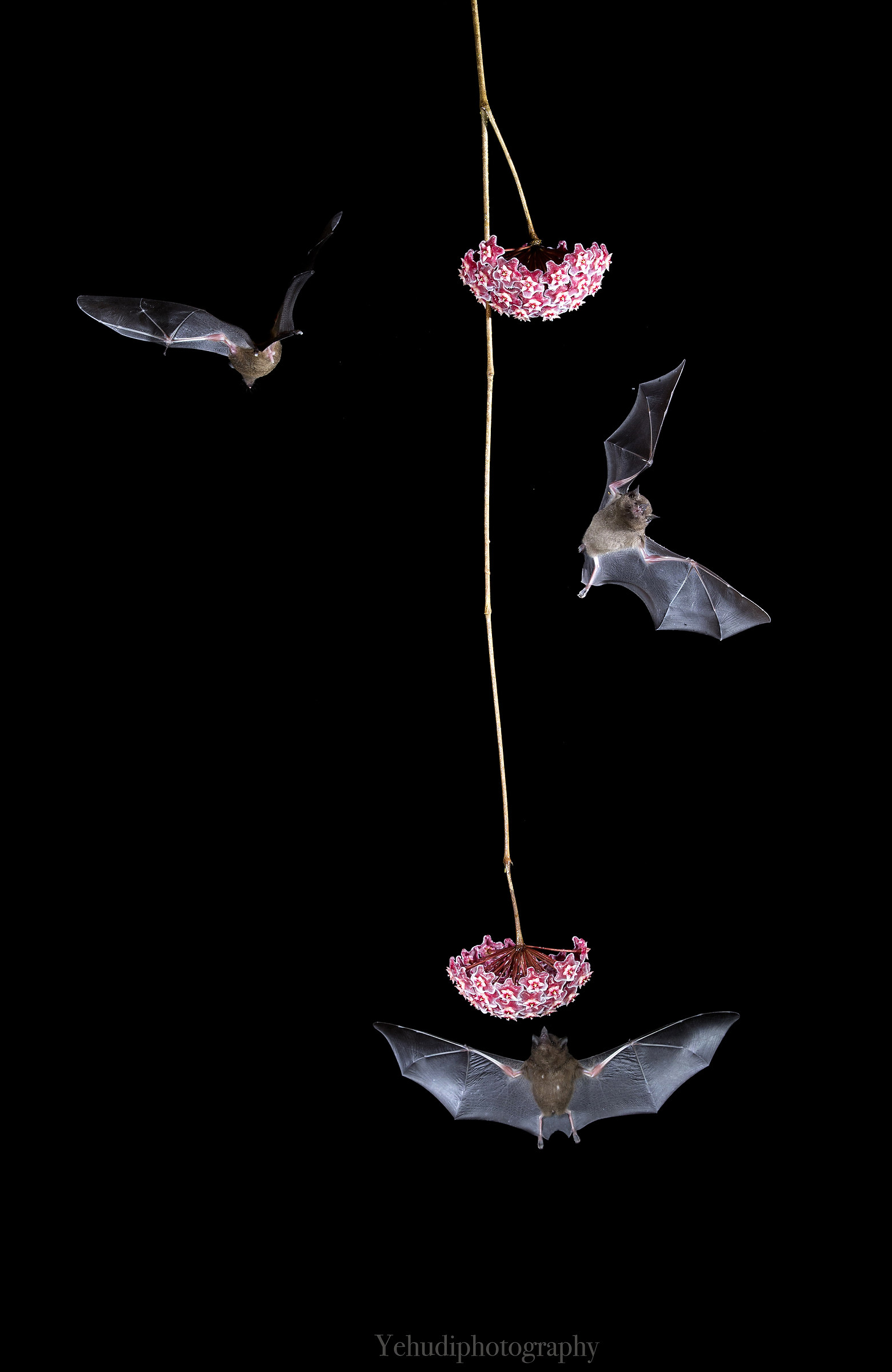 Long tongued bats...