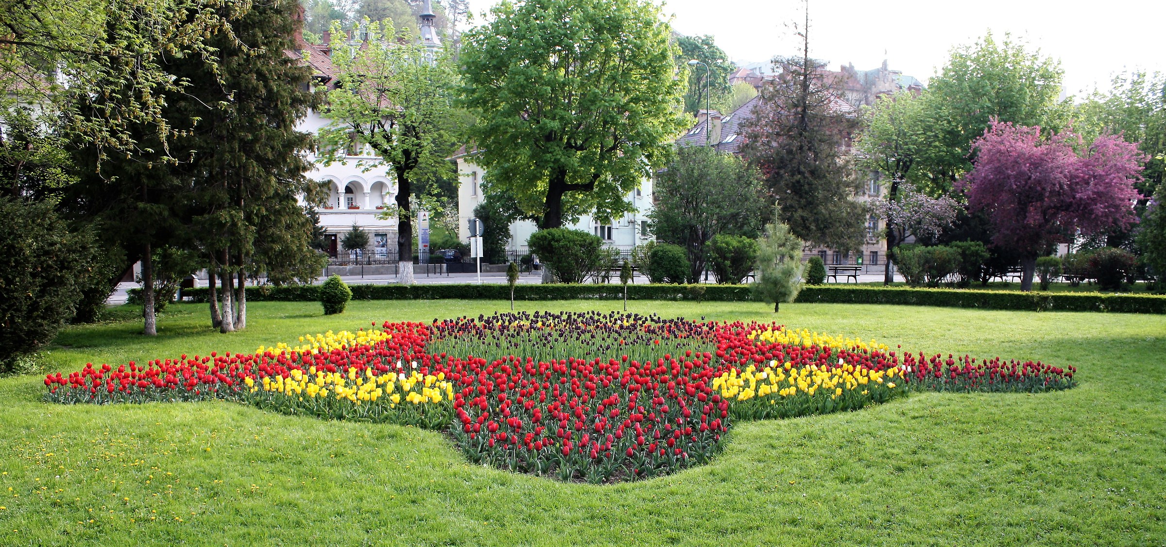 Tulips in Brasov...