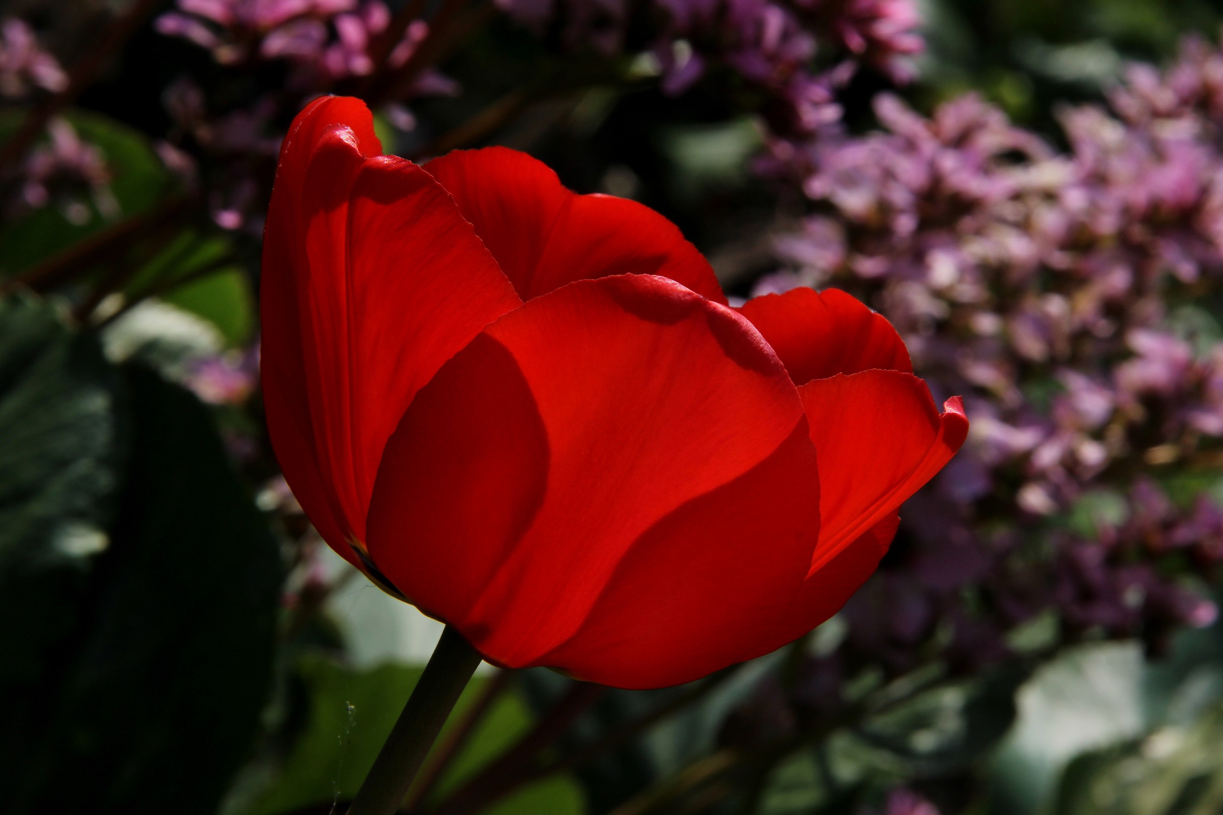 Lonely Tulip........