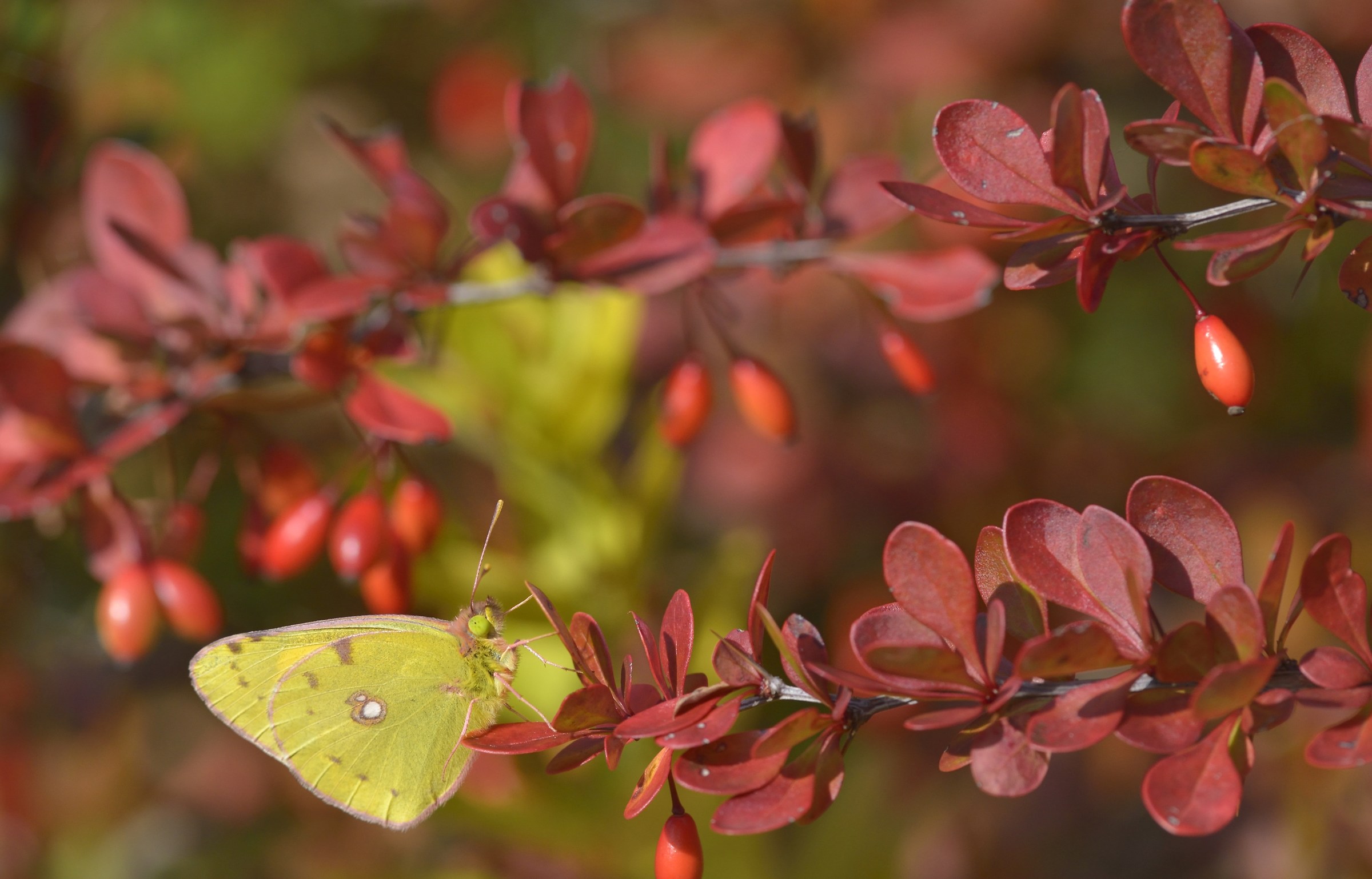 Colias set......