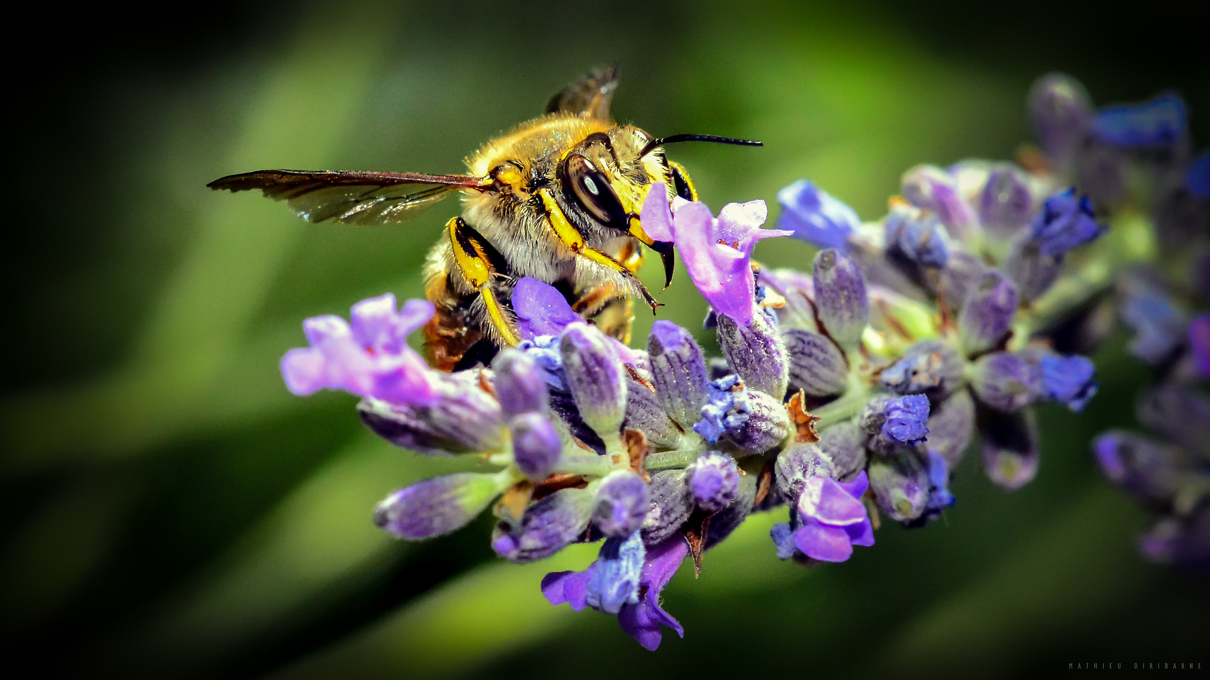 Bee lavender...