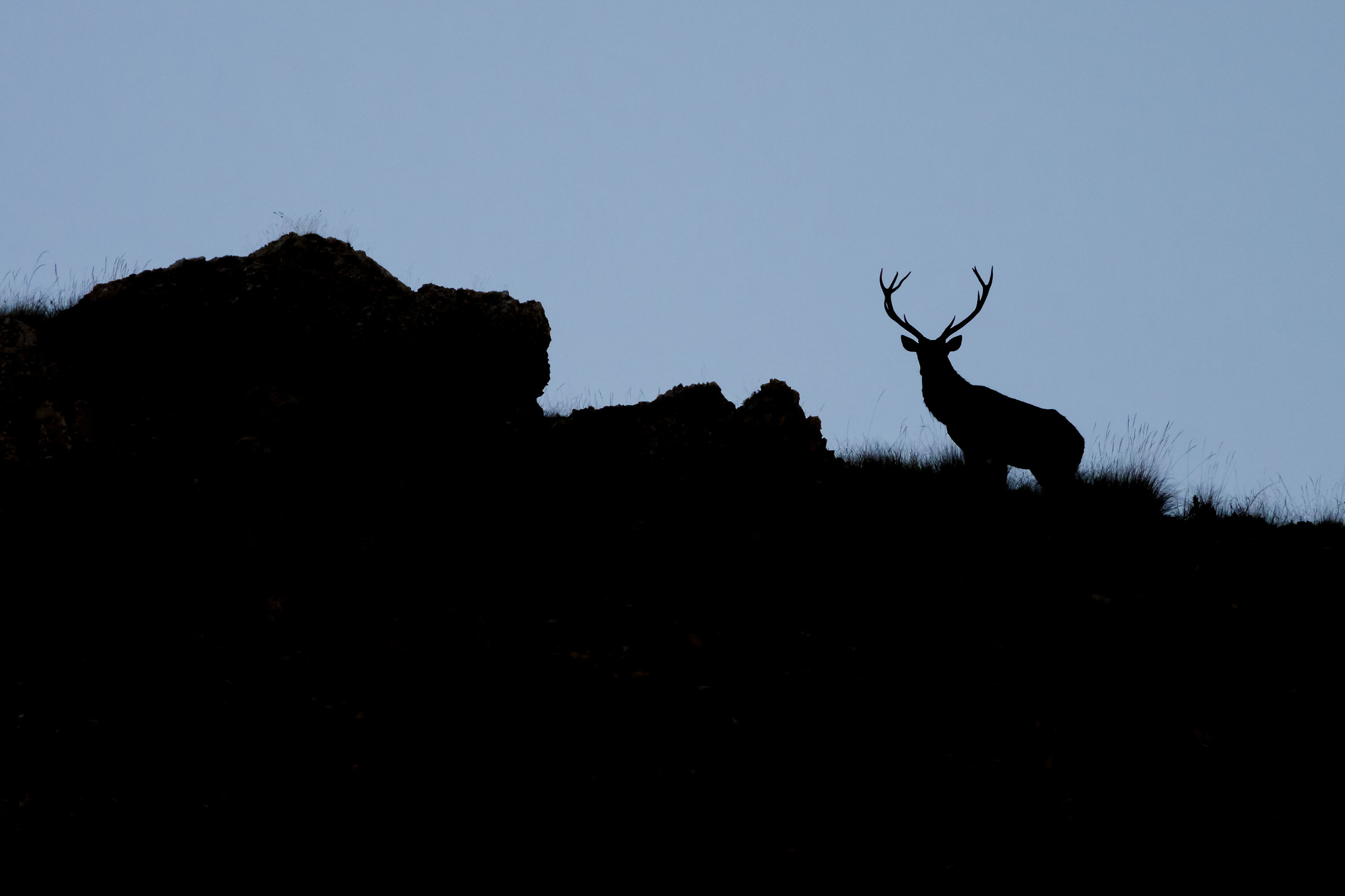 Deer in Silhouette (2)...
