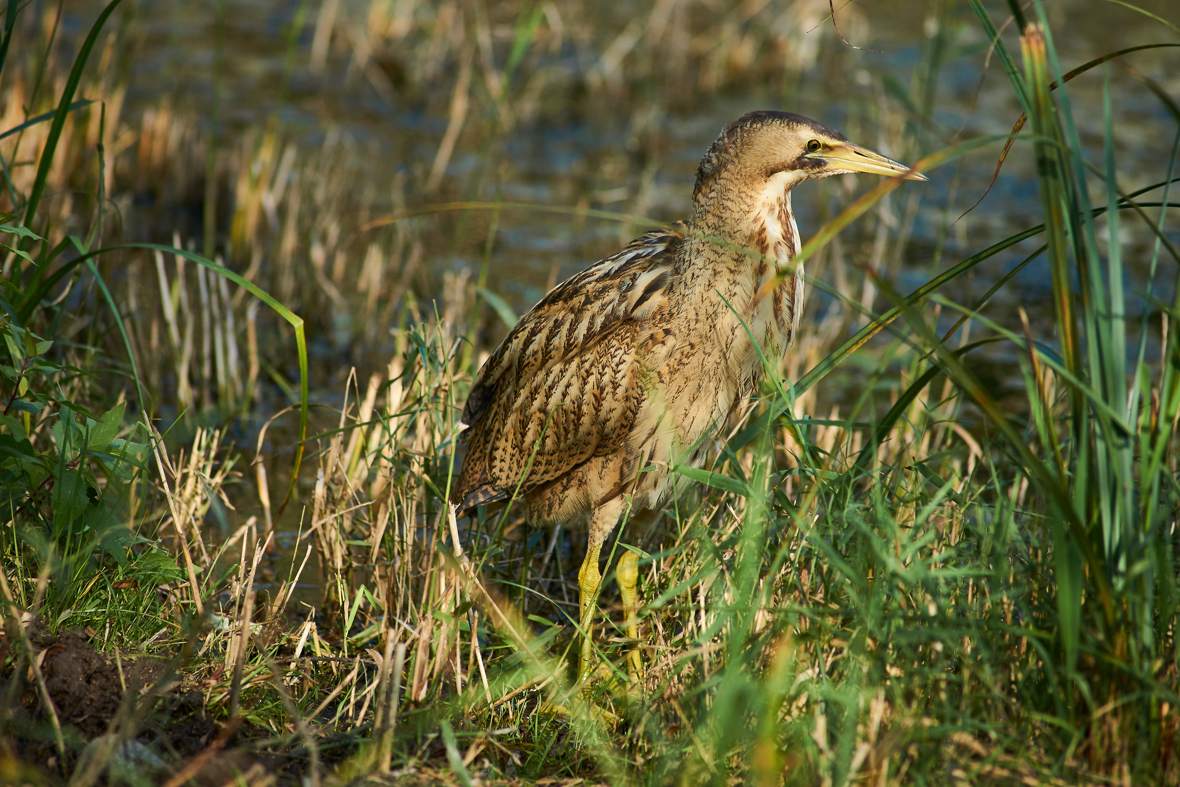 Bittern...