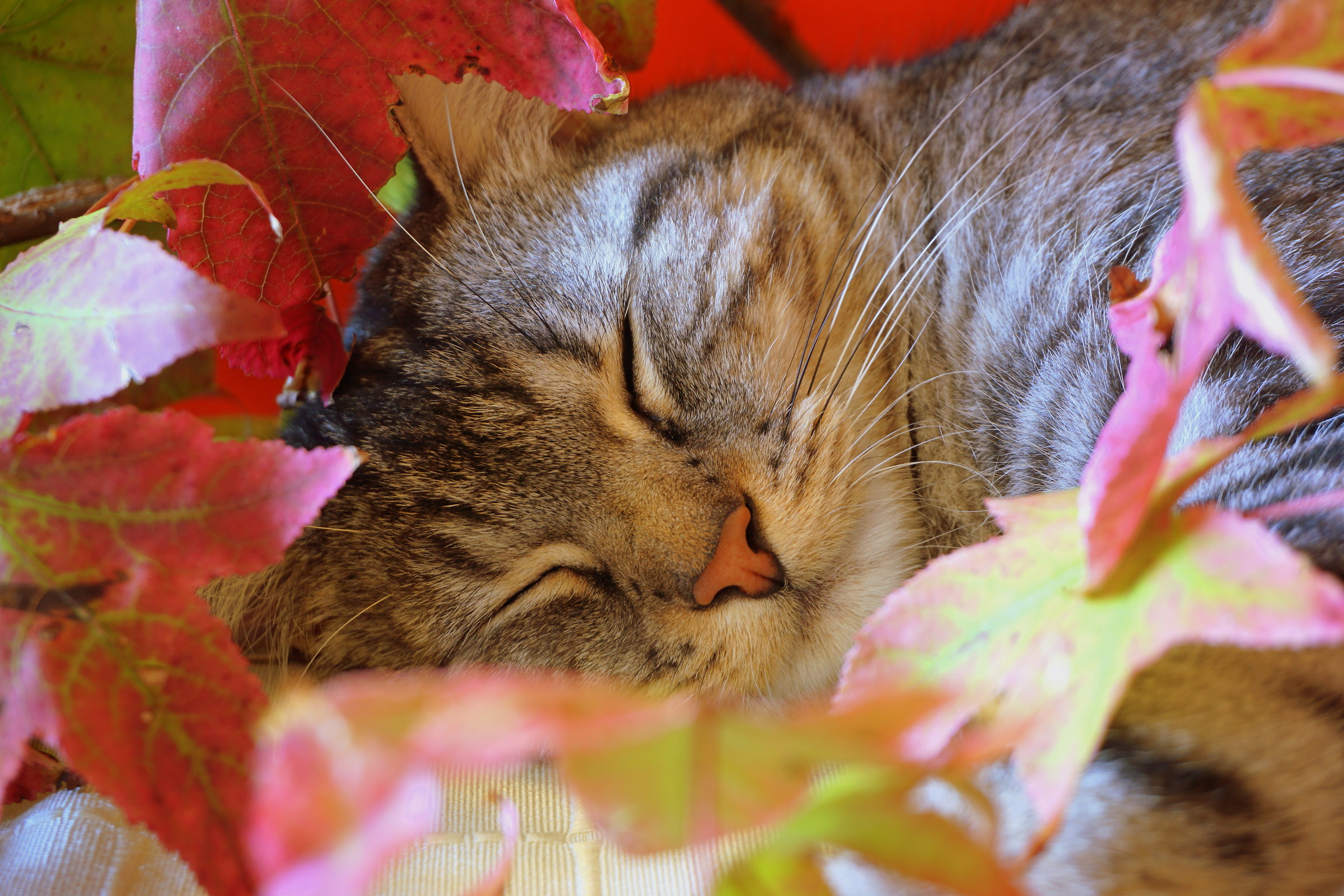 Eddy e l'autunno: dolce dormire...