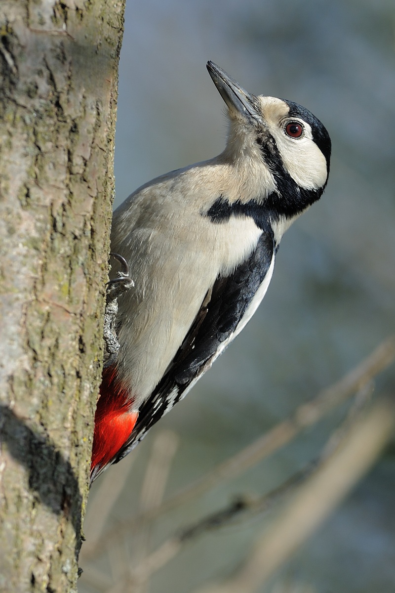 Woodpecker f....