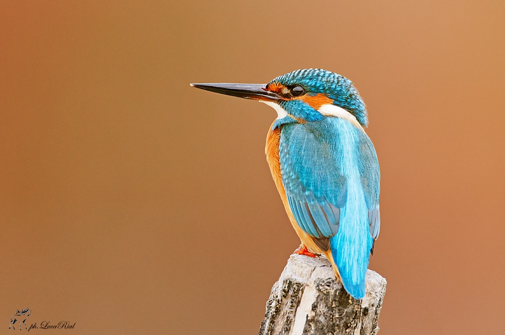 Martin pescatore - Kingfisher...