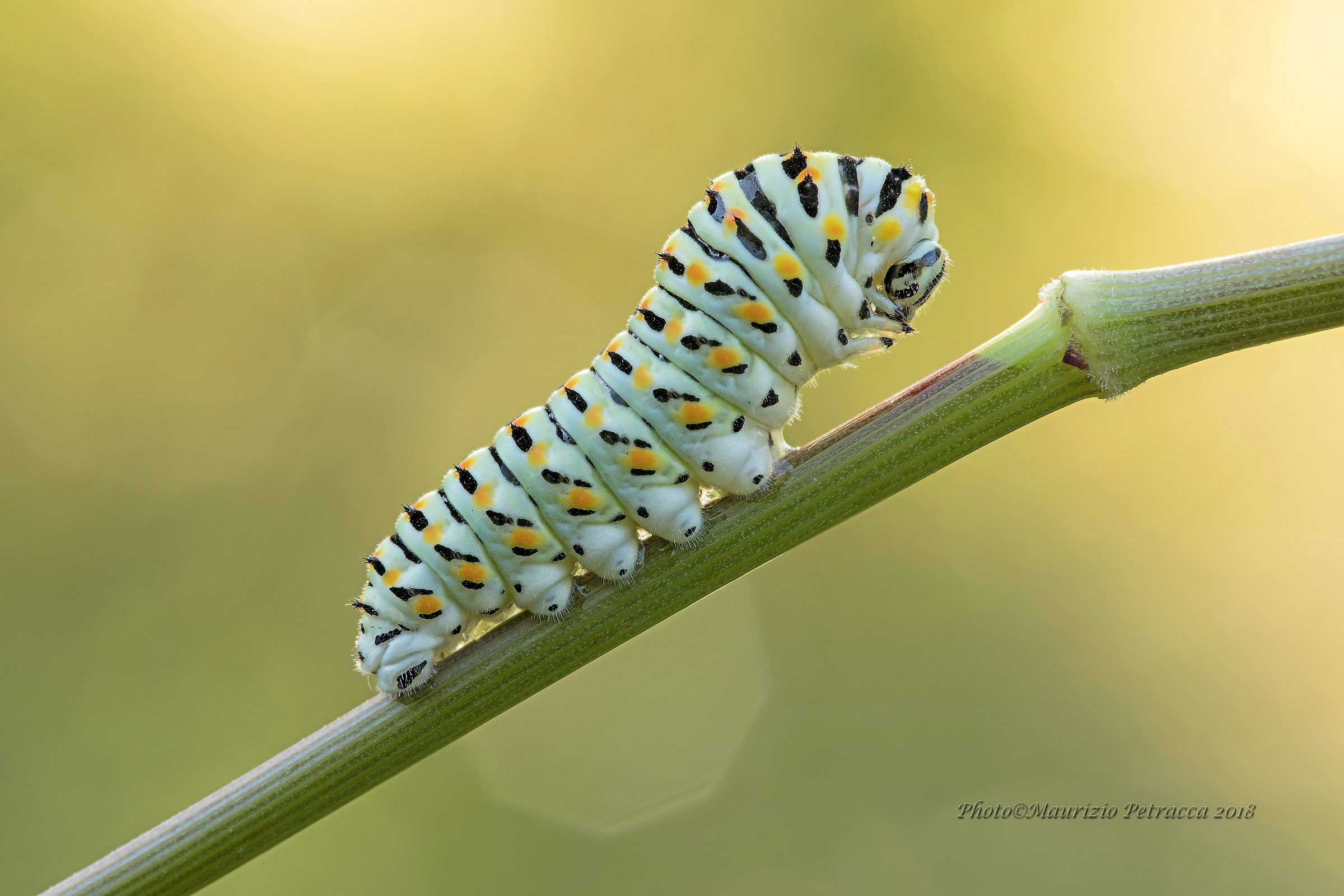 Swallowtail Caterpillar...