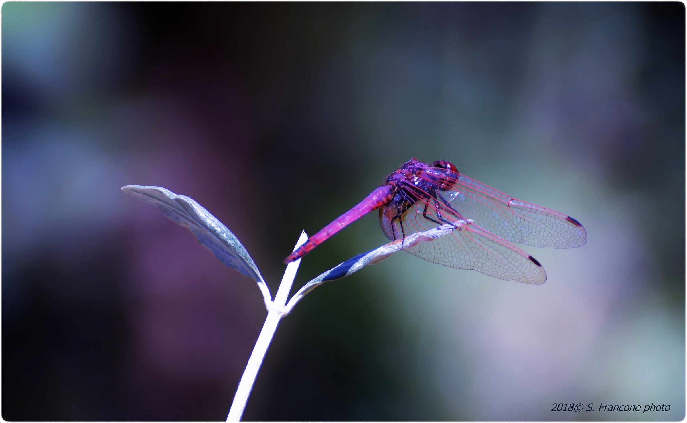 Dragonfly...