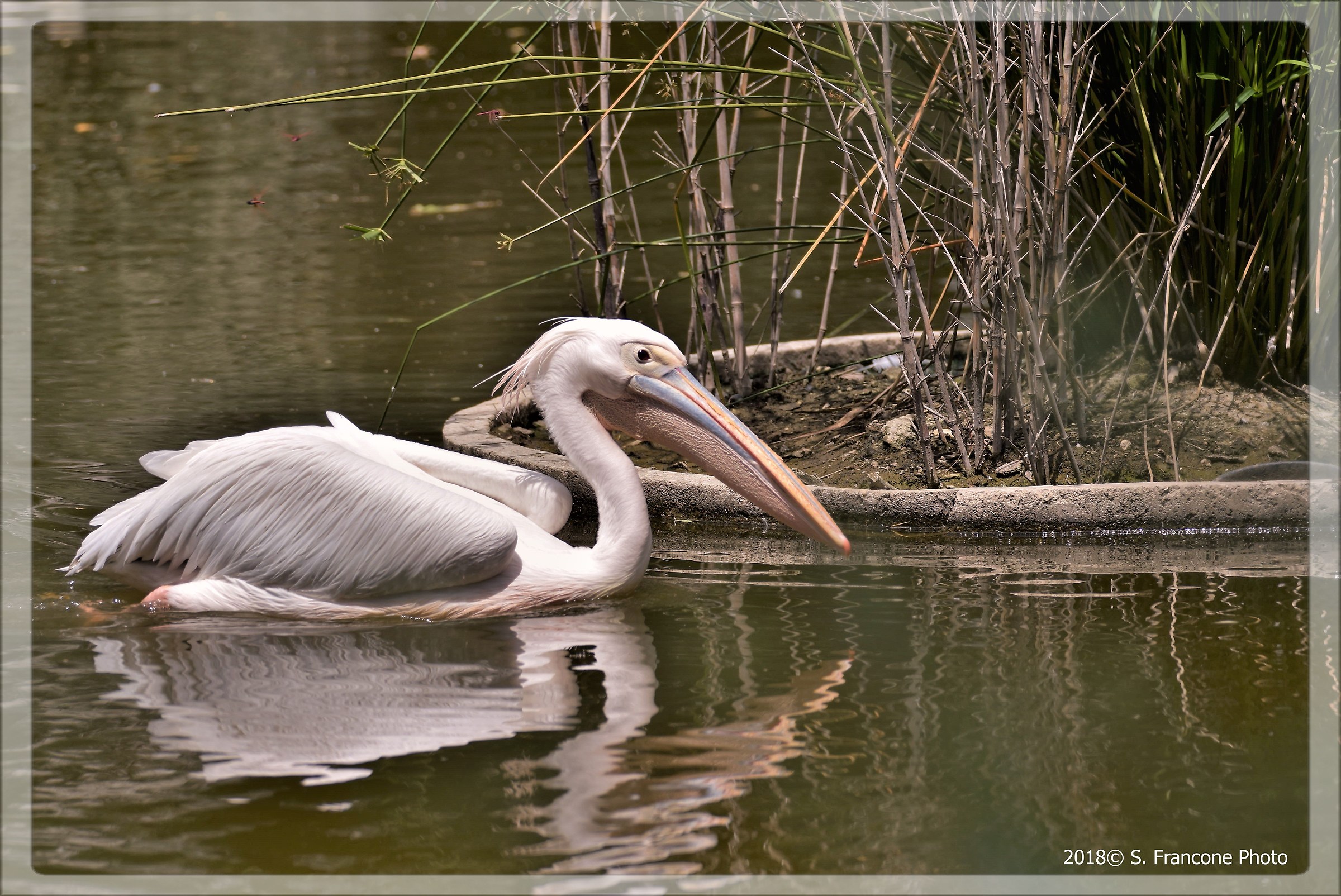 Pelican in water...