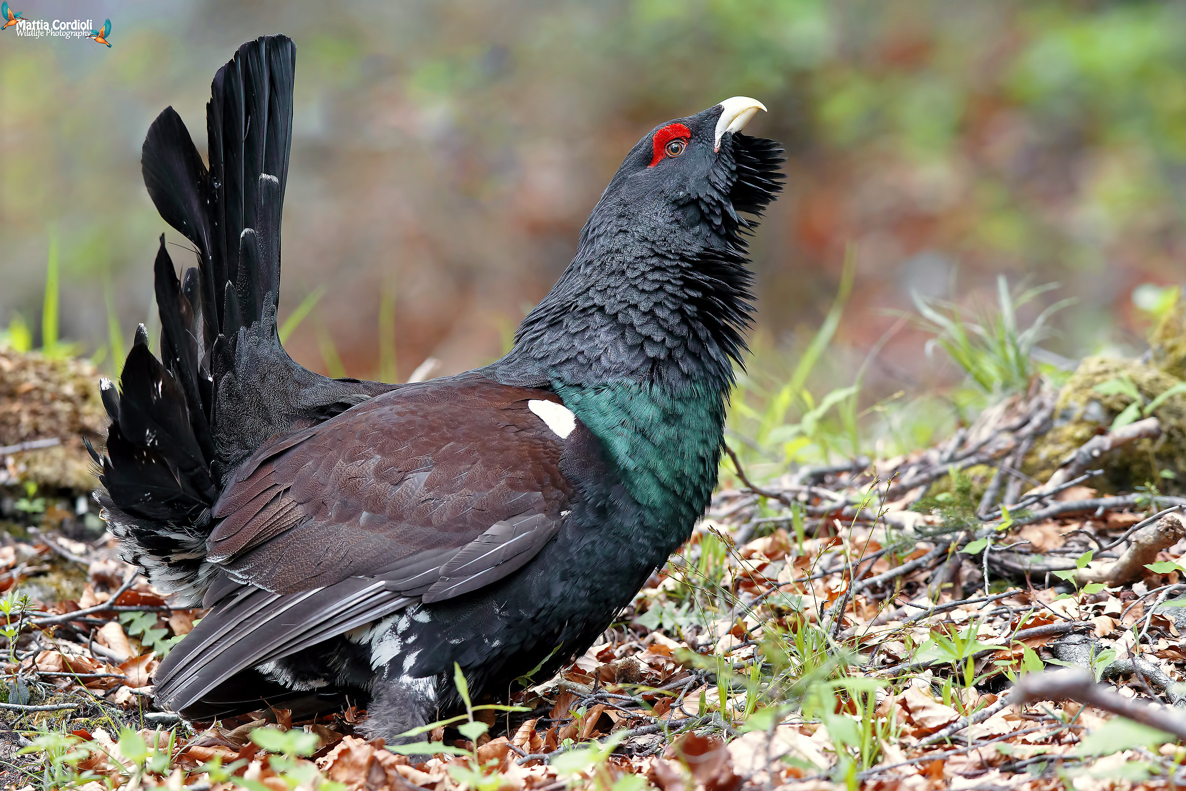 The capercaillie and the colors of the forest...