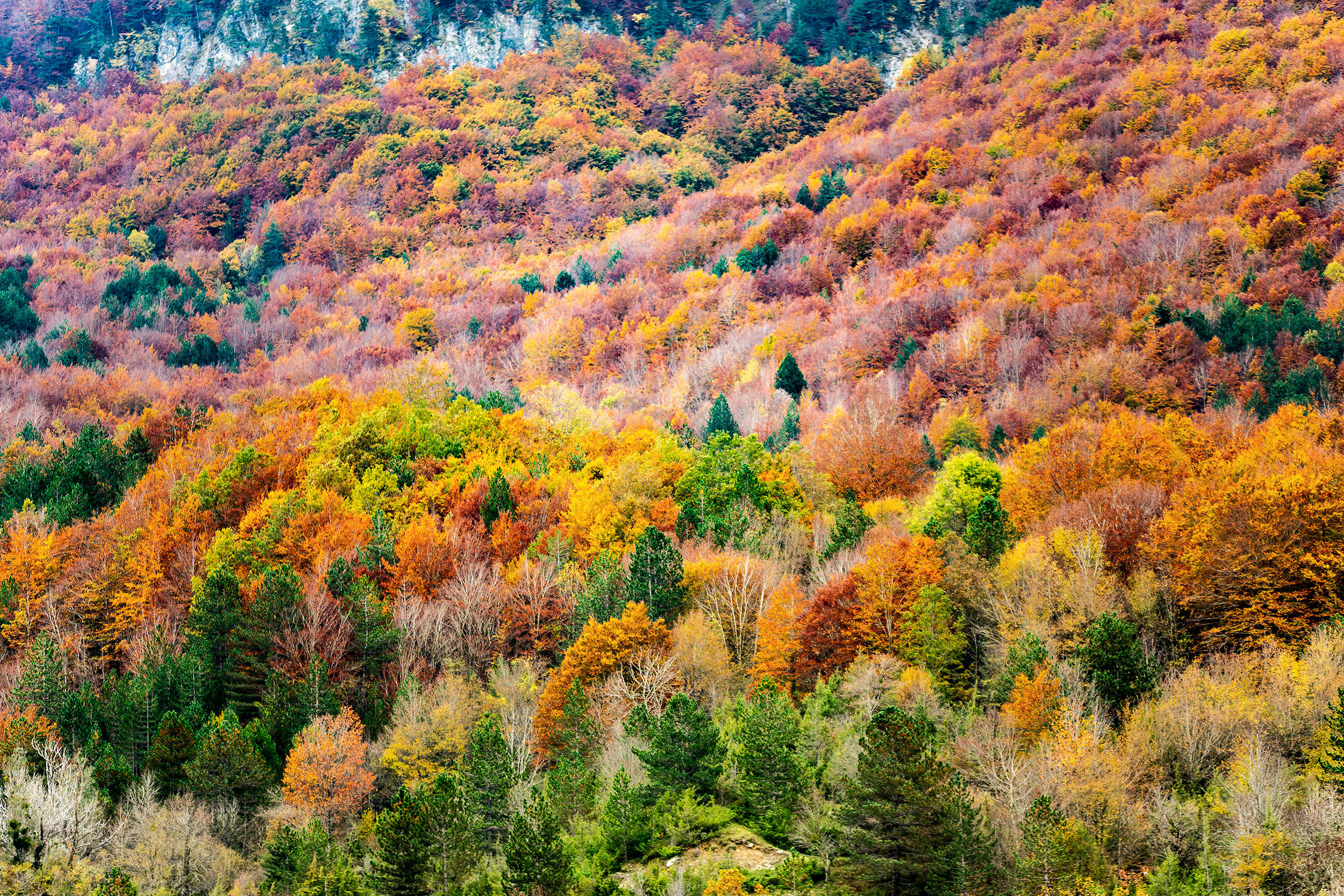 I mille colori dell'autunno...