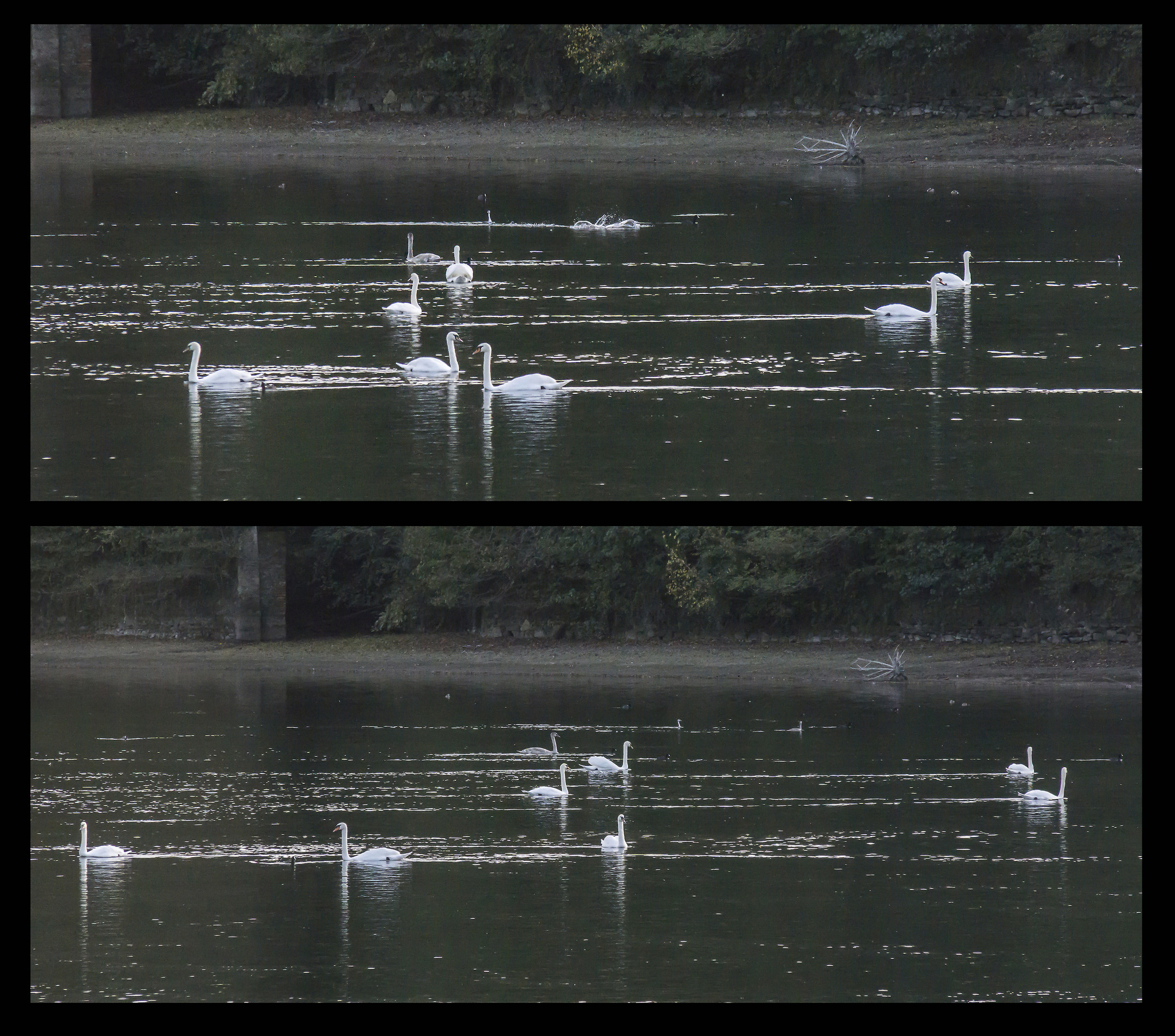 Ten Swans...