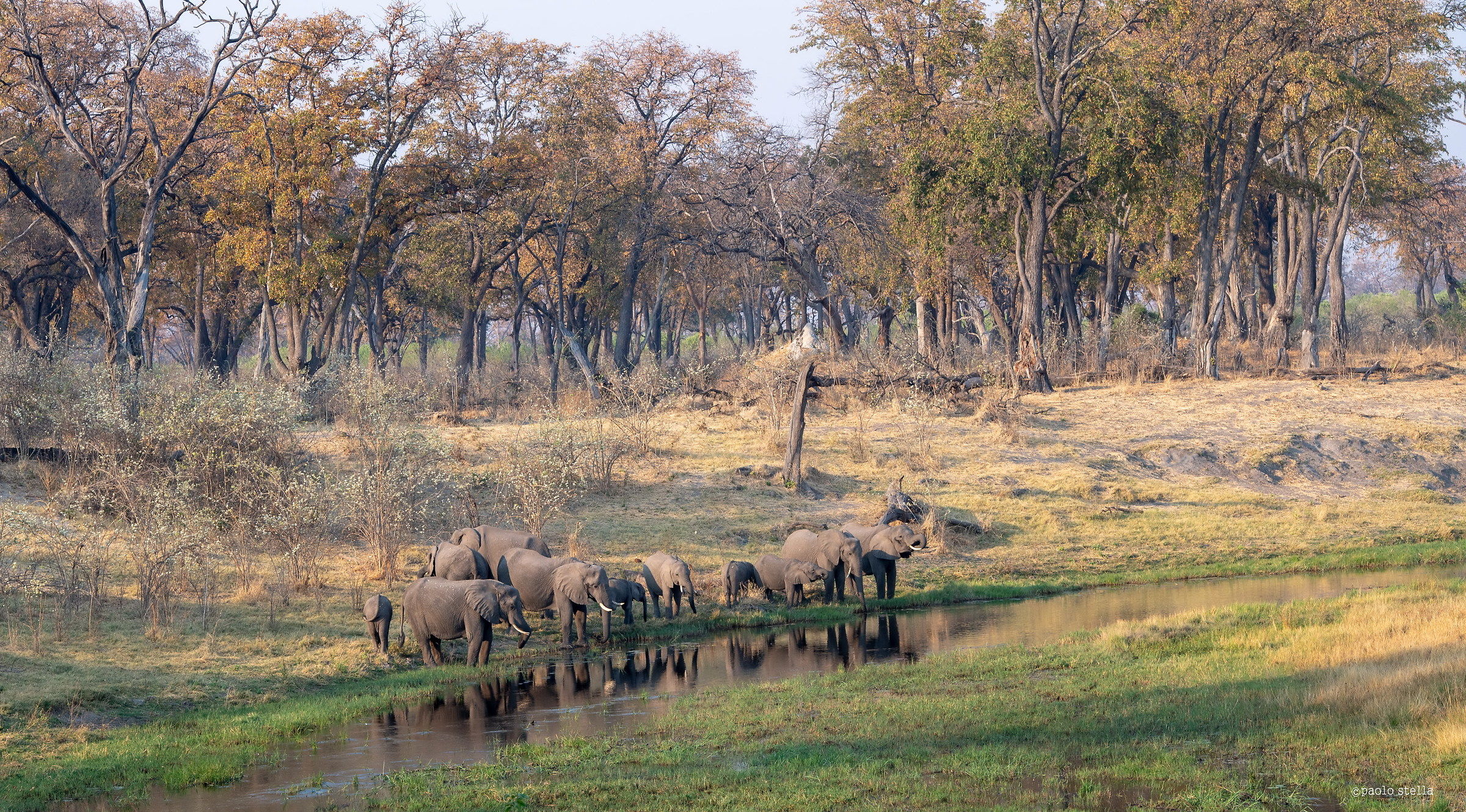 Elephants at the watering...