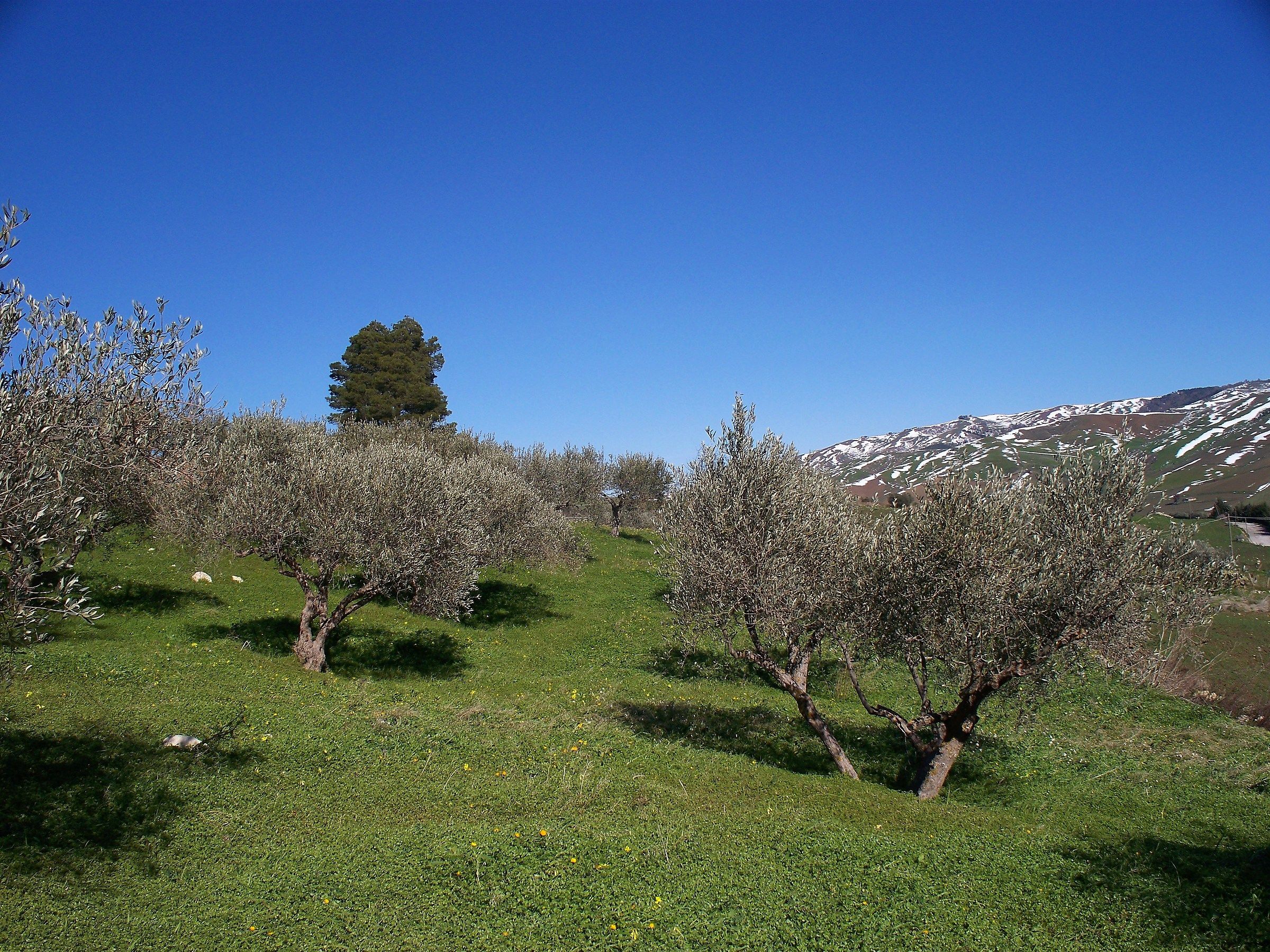 Olive trees...