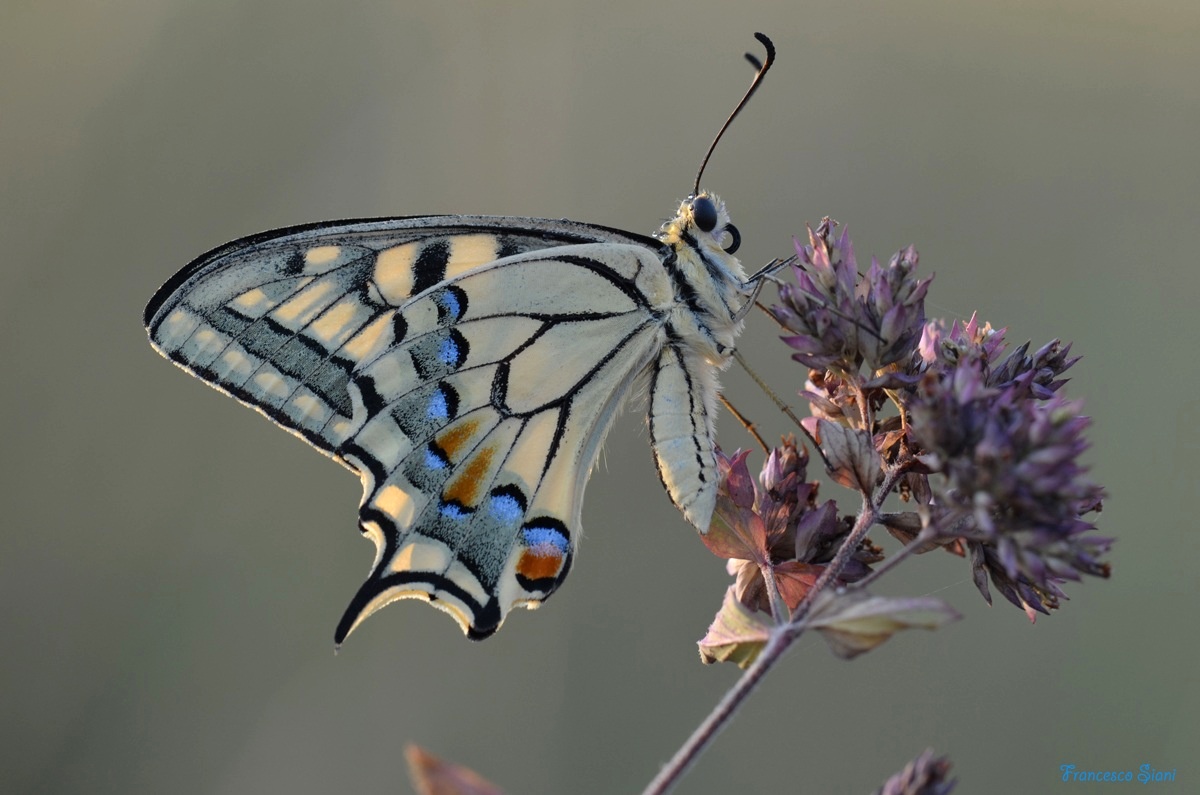 Machaon that passion...