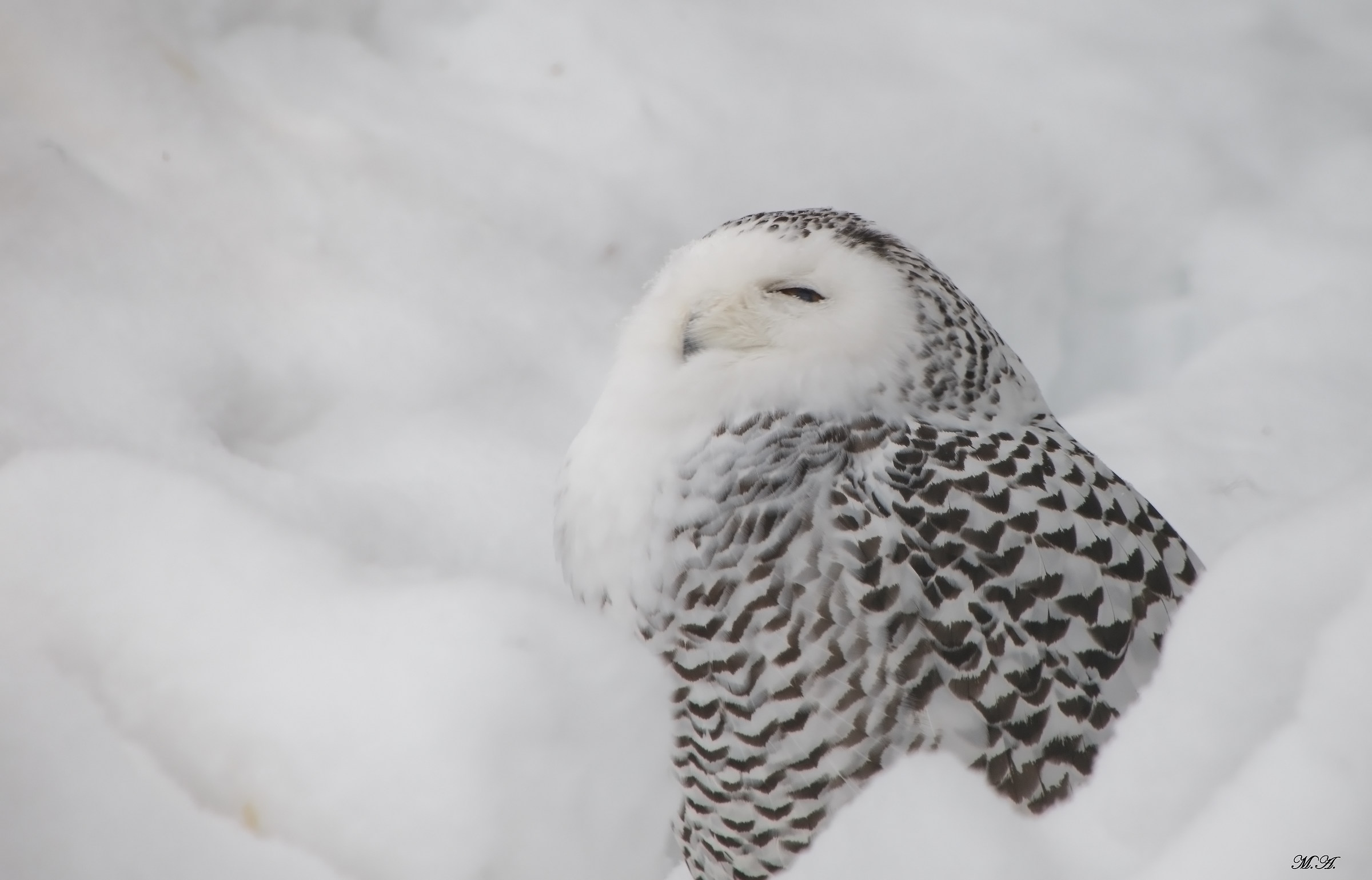 Snow Owl...