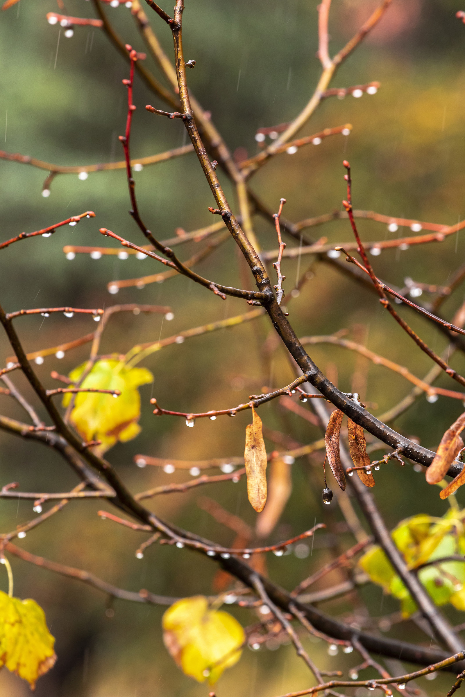 Autumn Rain ...