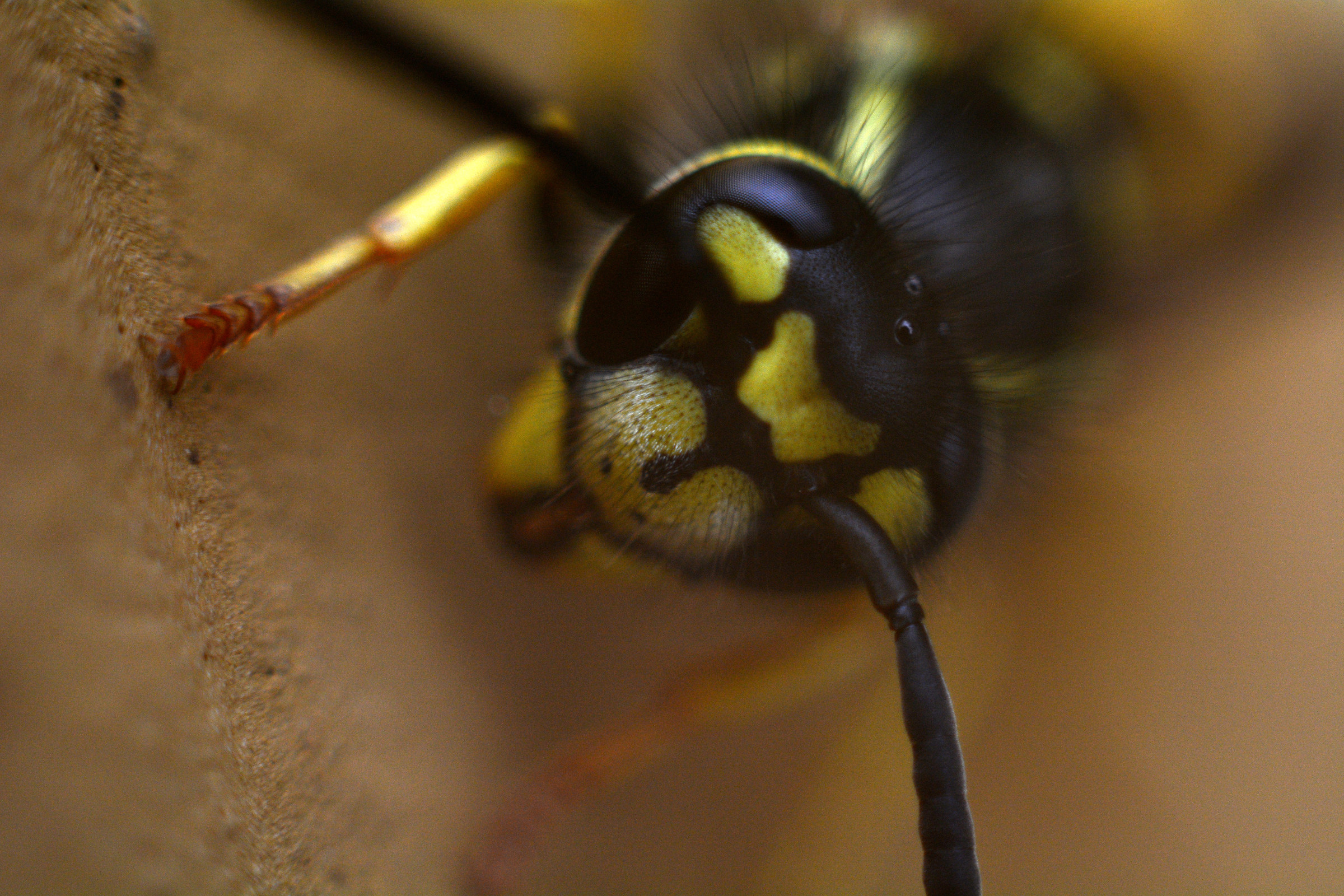 2:1 MACRO (6x anello + lente 50mm M42)...