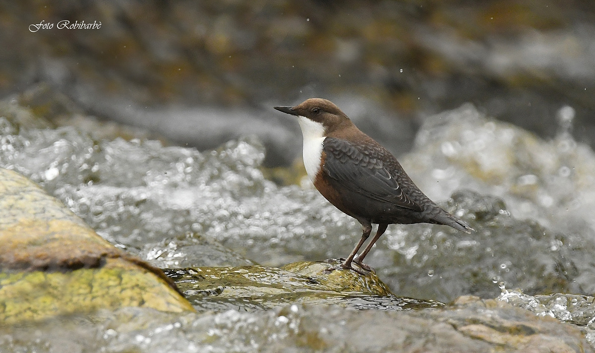 Dipper......