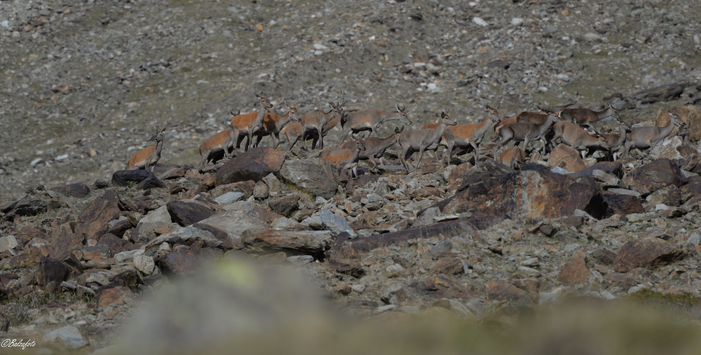 Group of deer Among the stones of the same color....