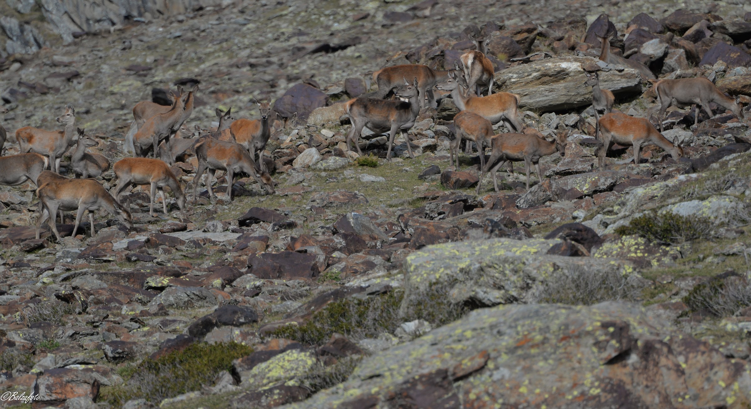 Group of deer Among the stones of the same color....