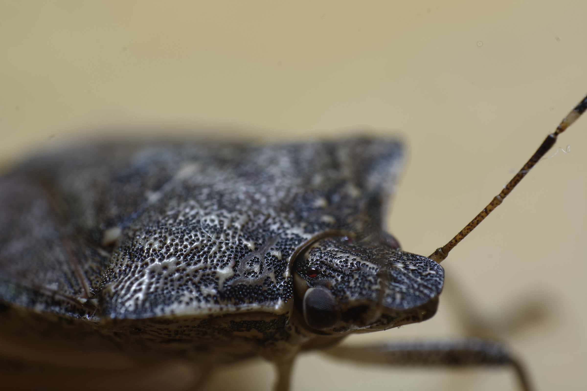 Bug 02...