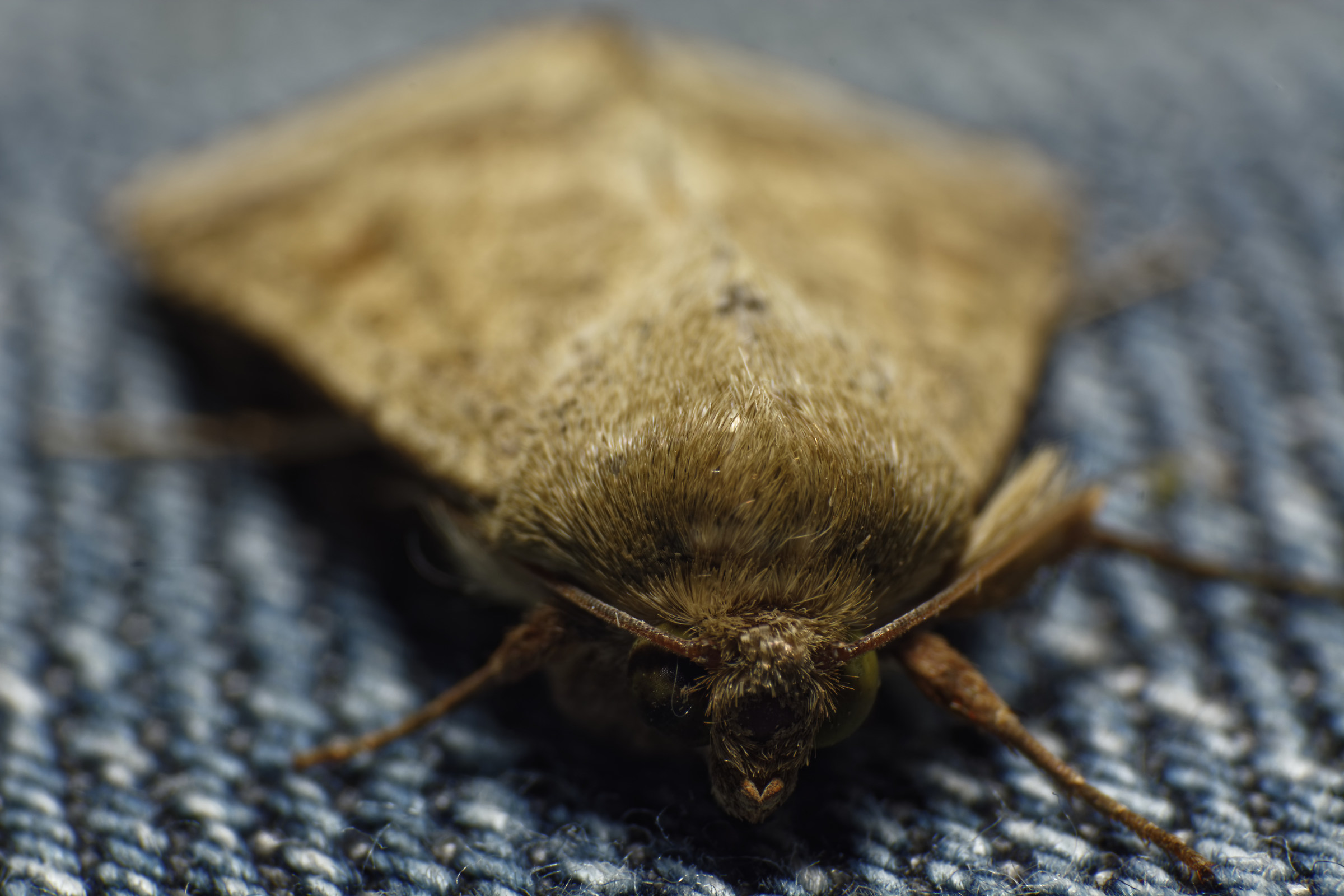 Moth 01...