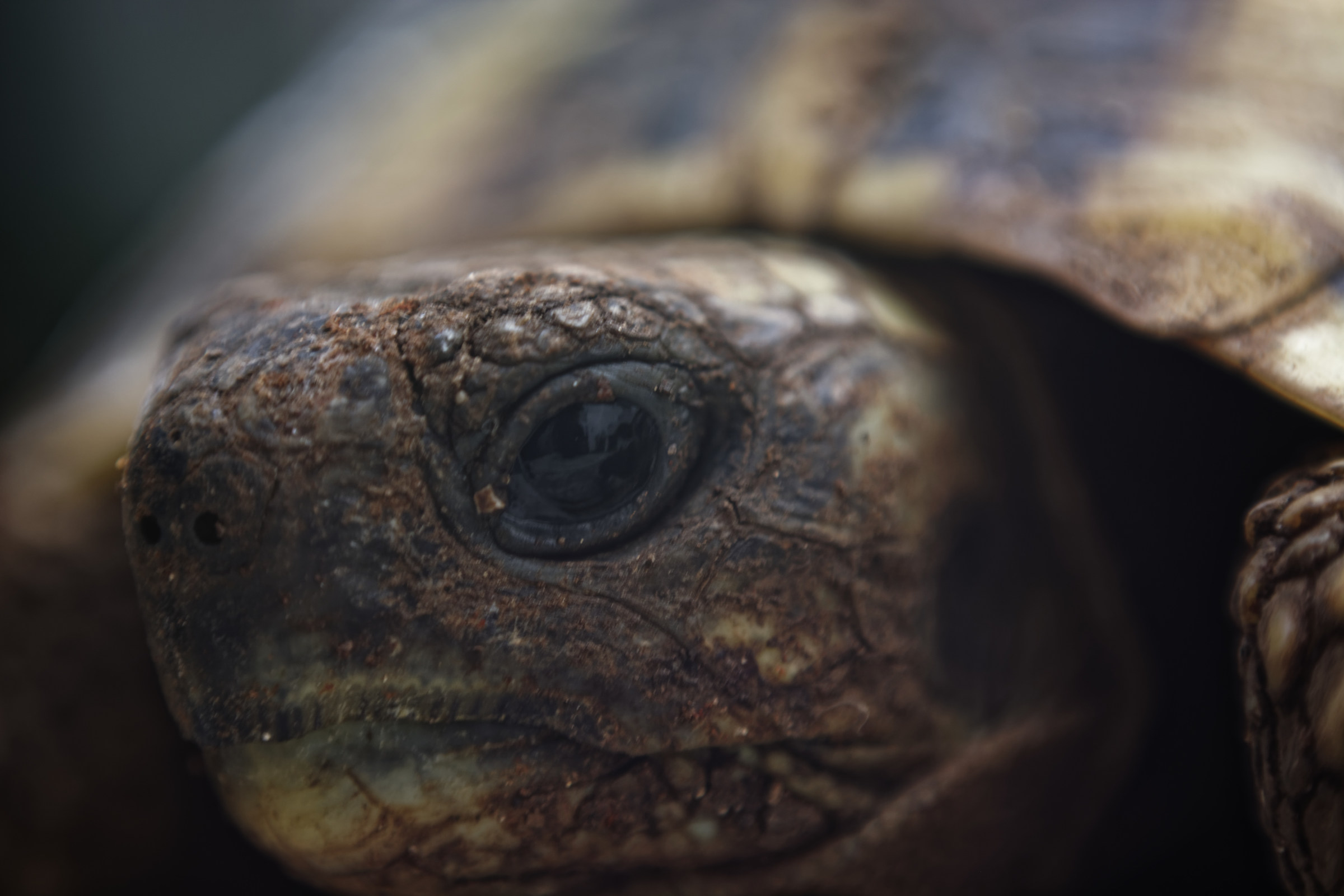 turtle 01...