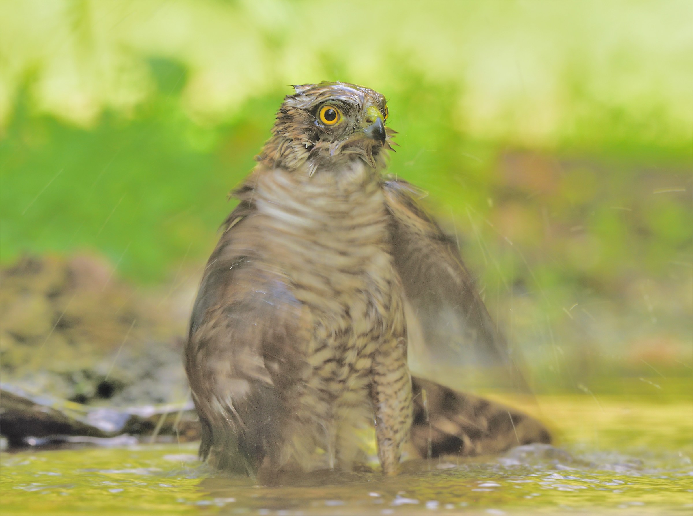 Young Sparrowhawk at the bath...