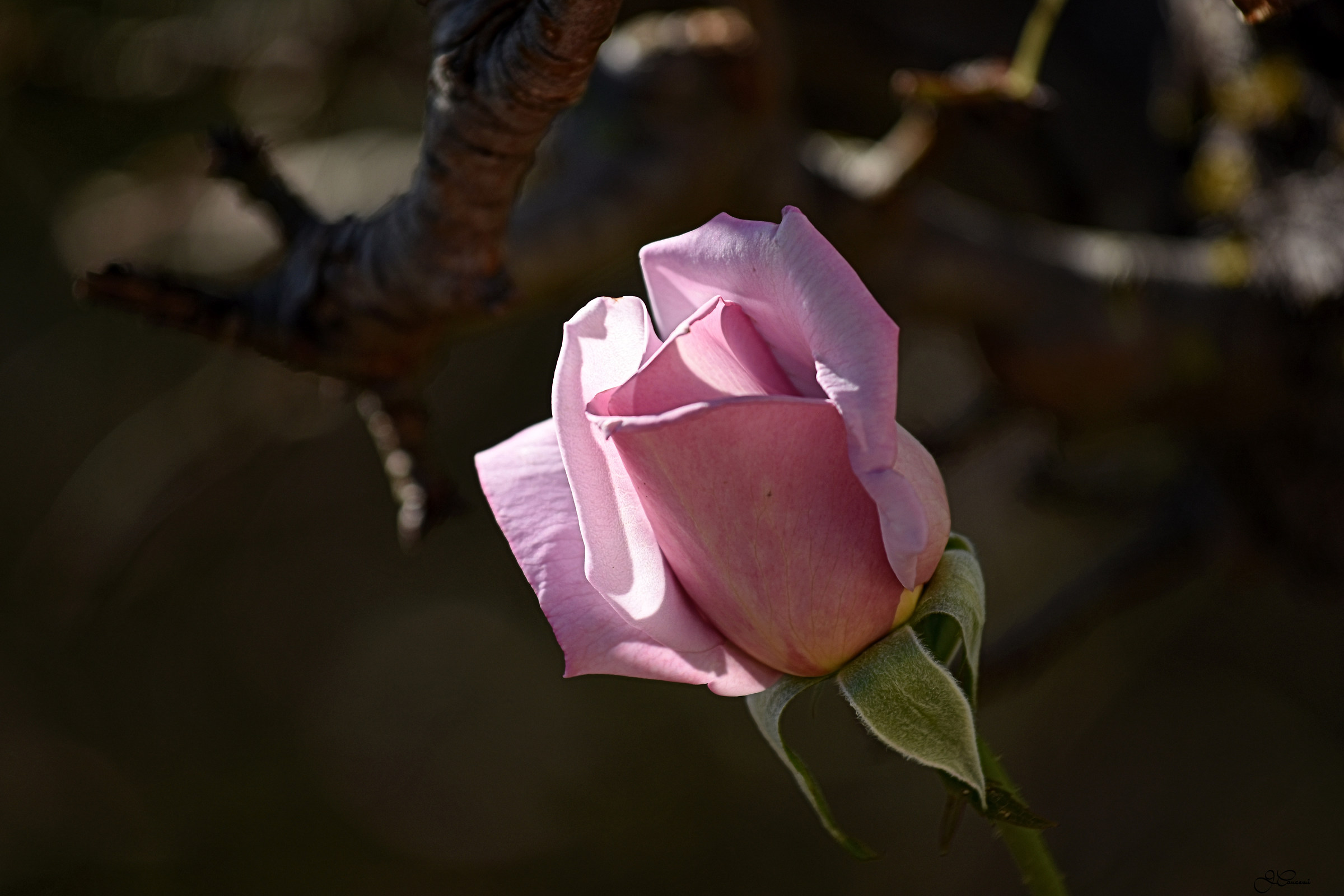 Flowers and Nature...