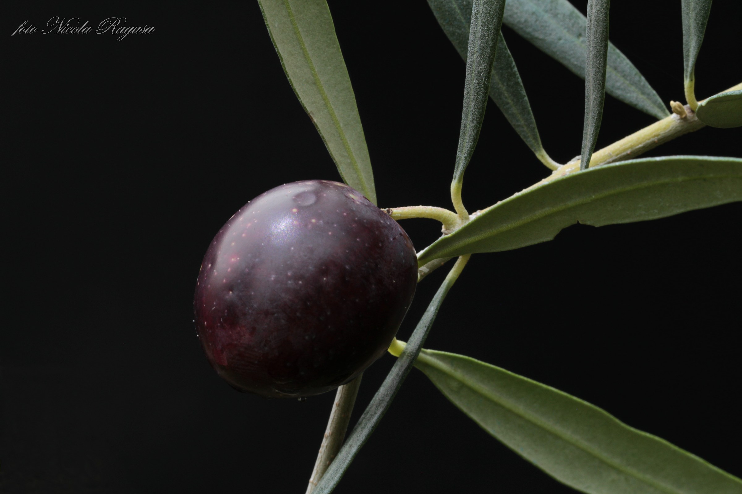 Olive Fruit 2...