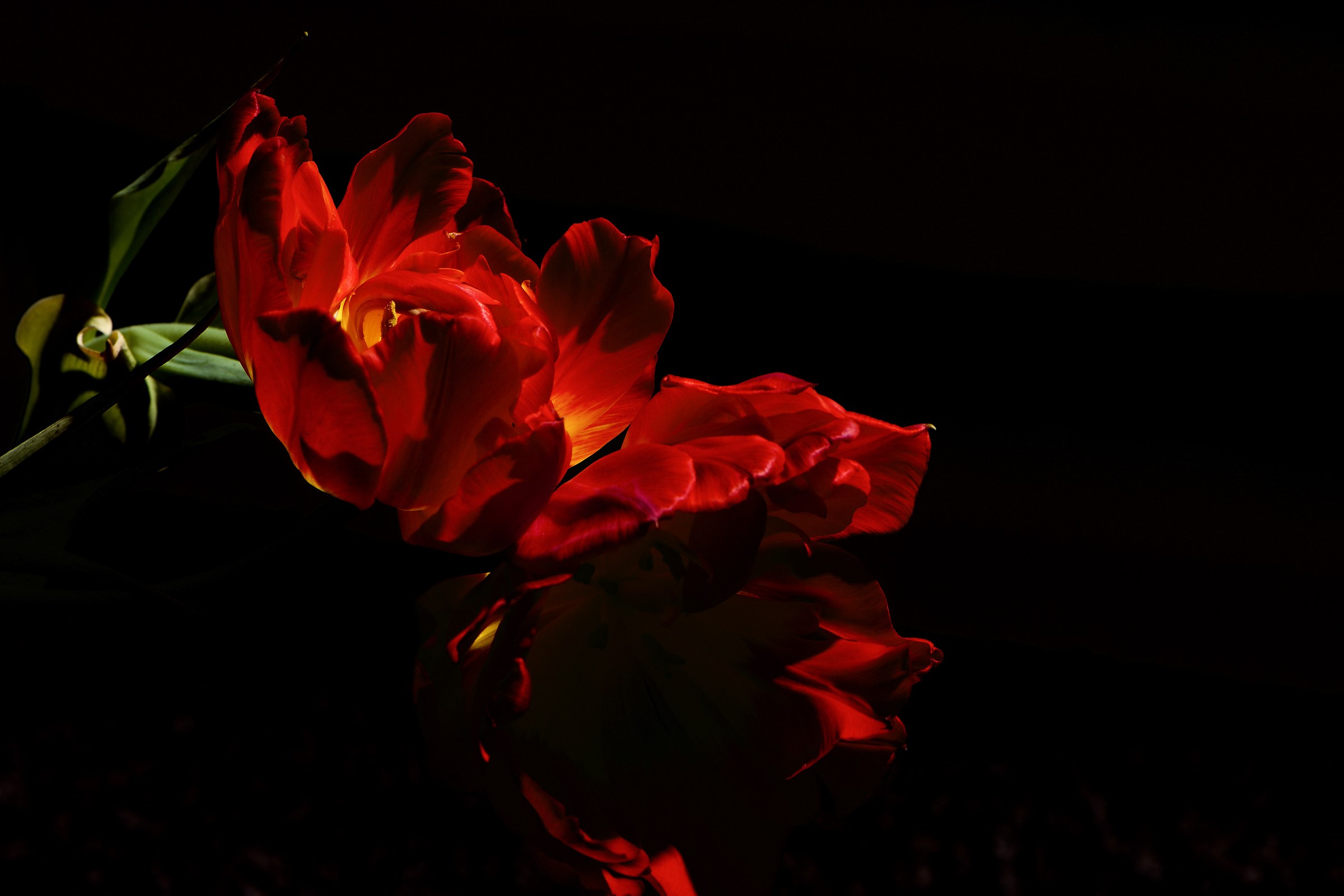 Red Flower...