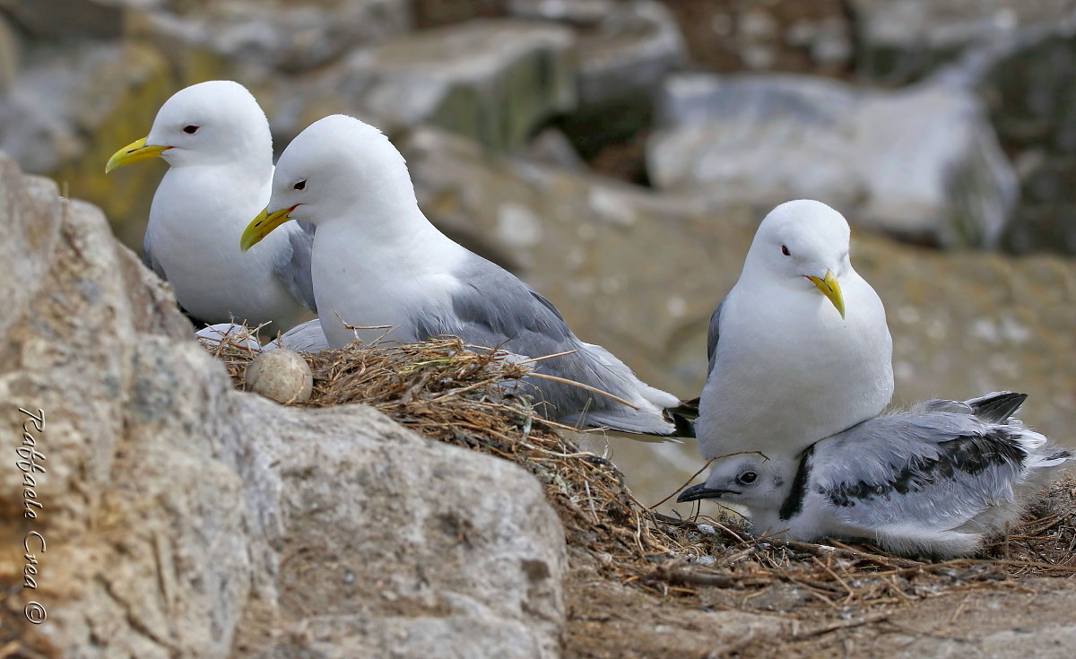 Three-legged seagulls...
