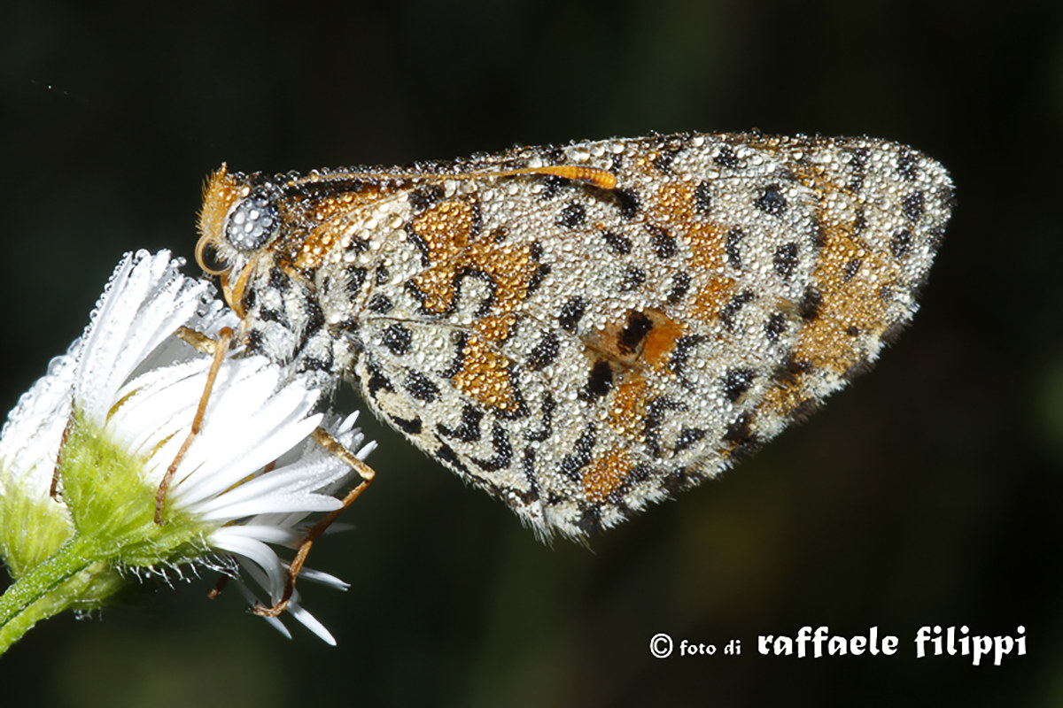 Melitaea coperta di rugiada...