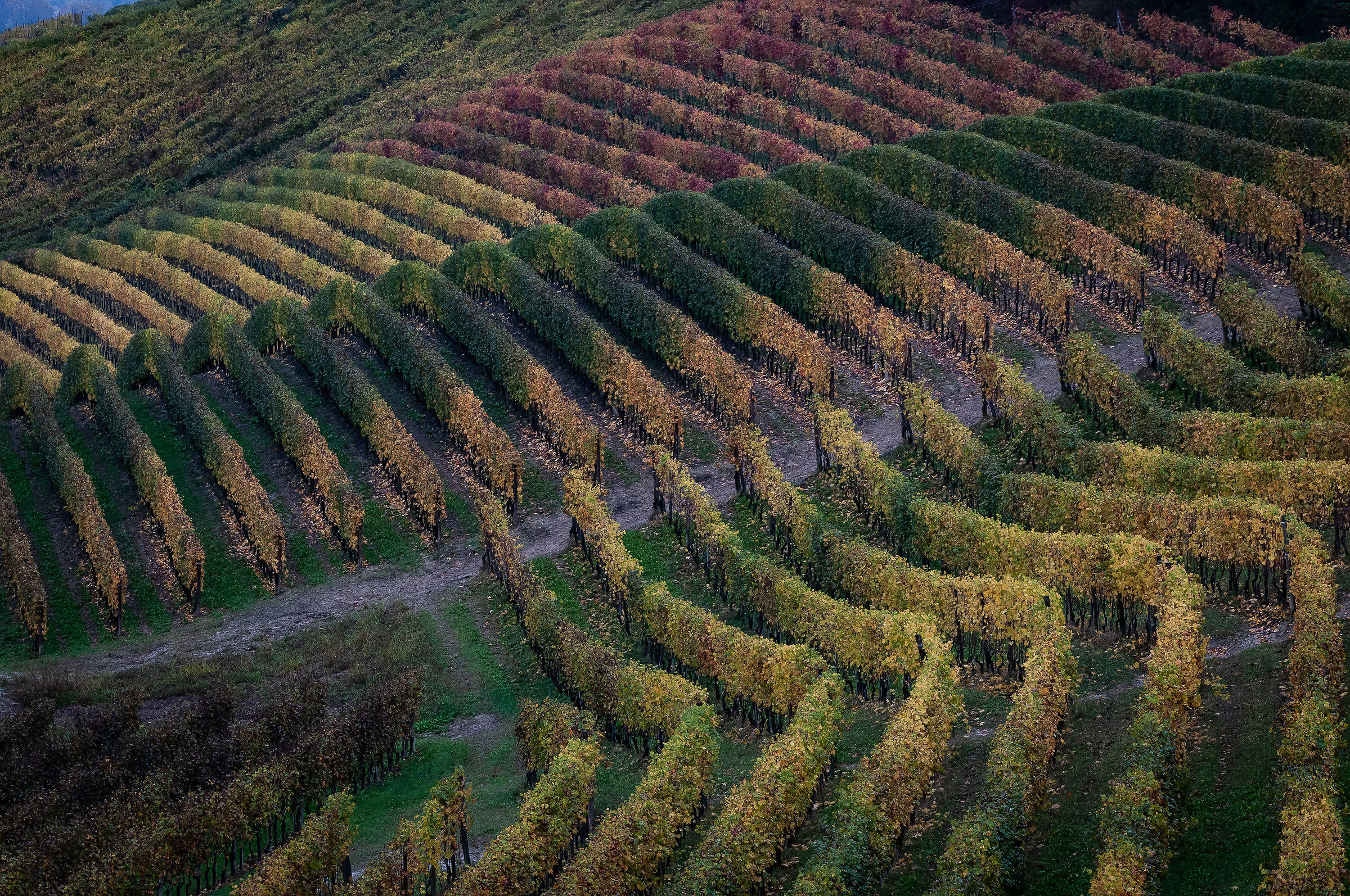 Plots-the vineyards of the Langhe...