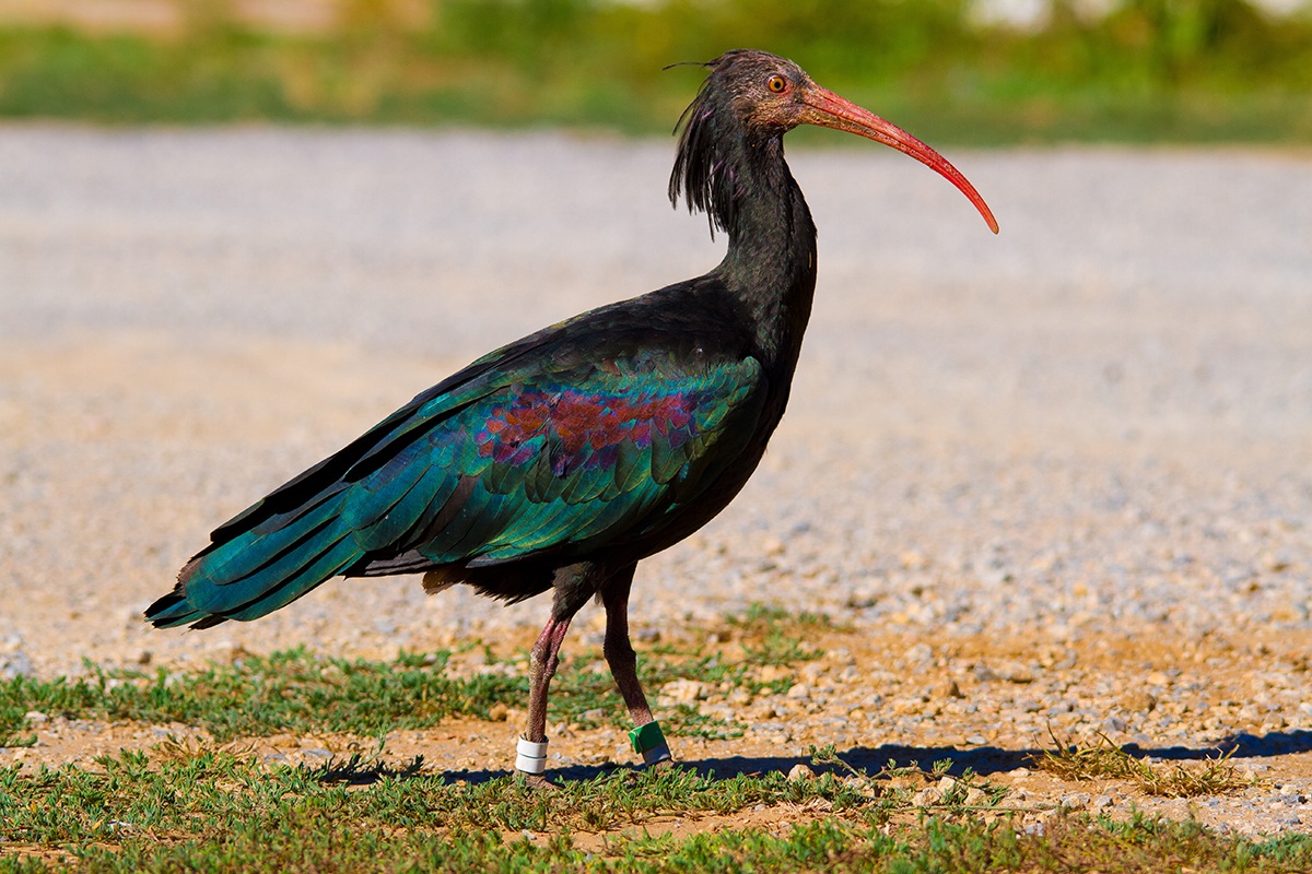 Hermit Ibis...