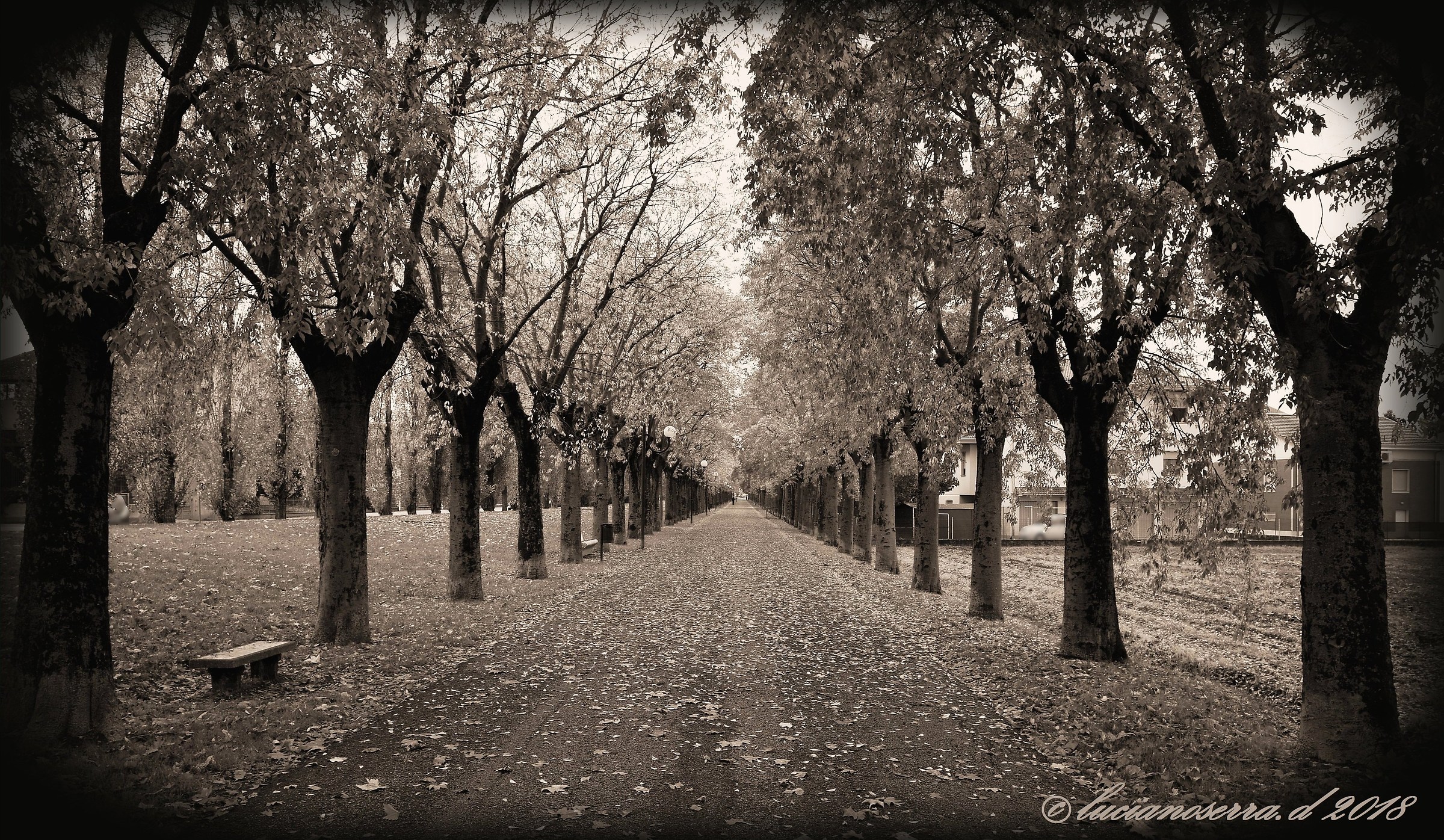 Capuchin Avenue... in autumn...