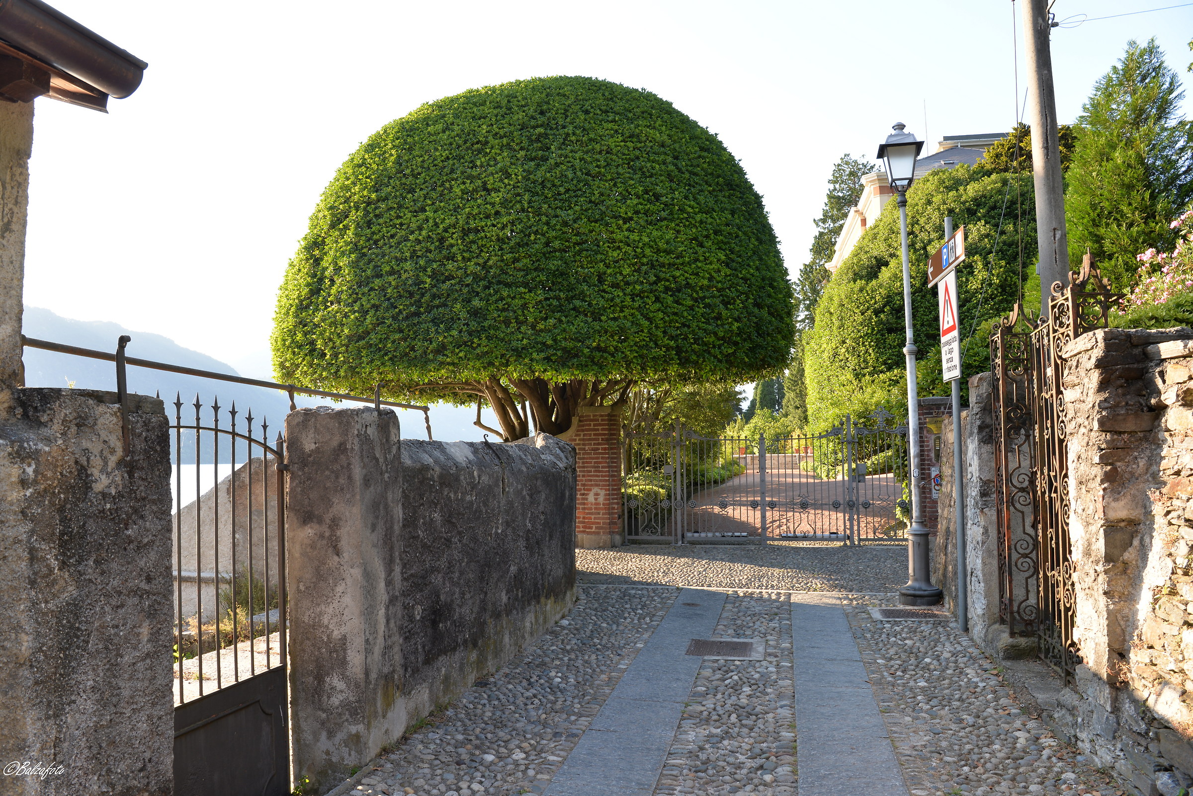 Green Mushroom between the districts of Orta...