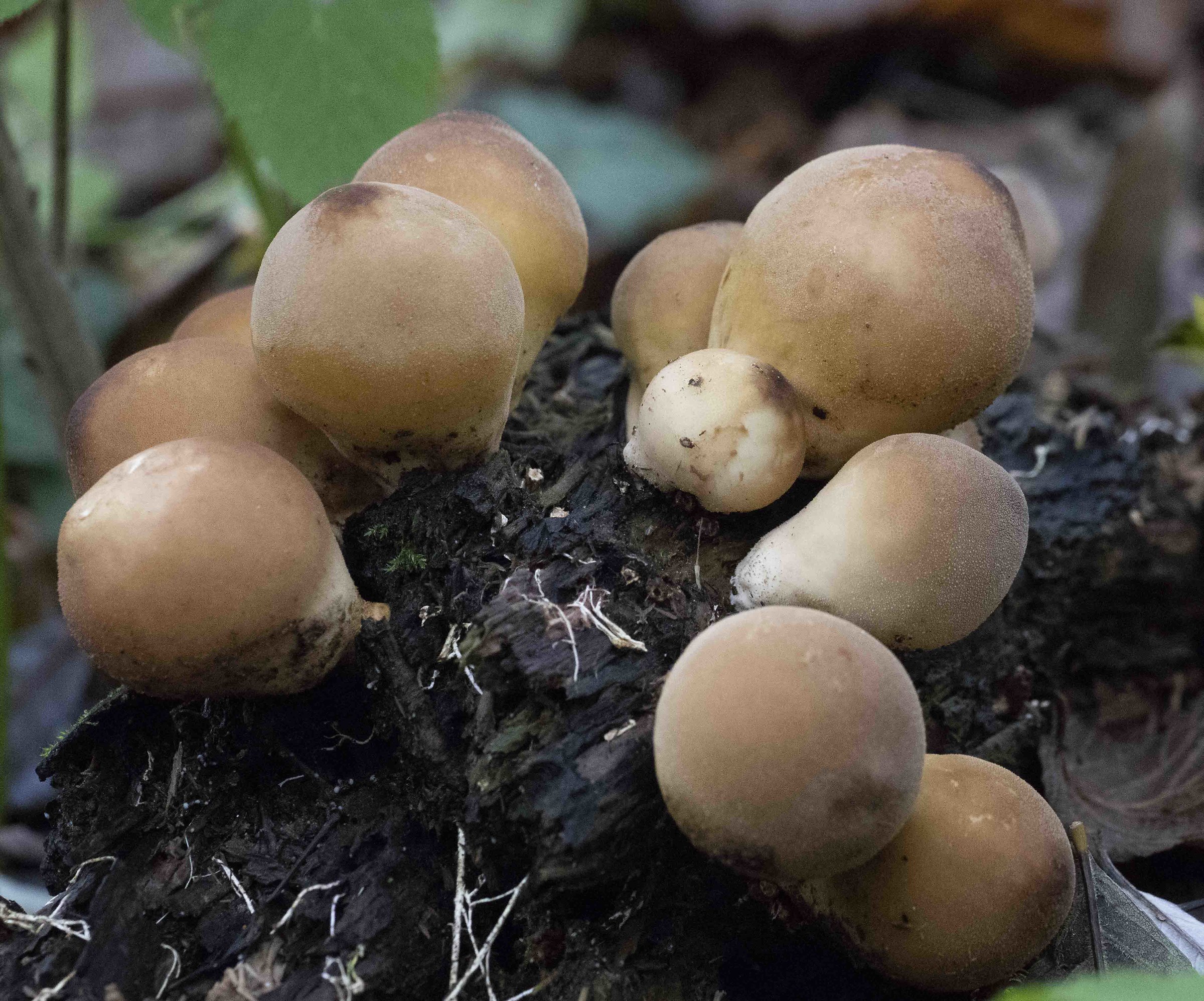 Puffballs...