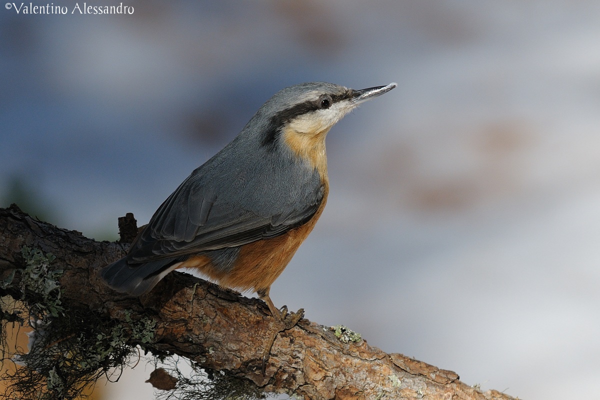 nuthatch...