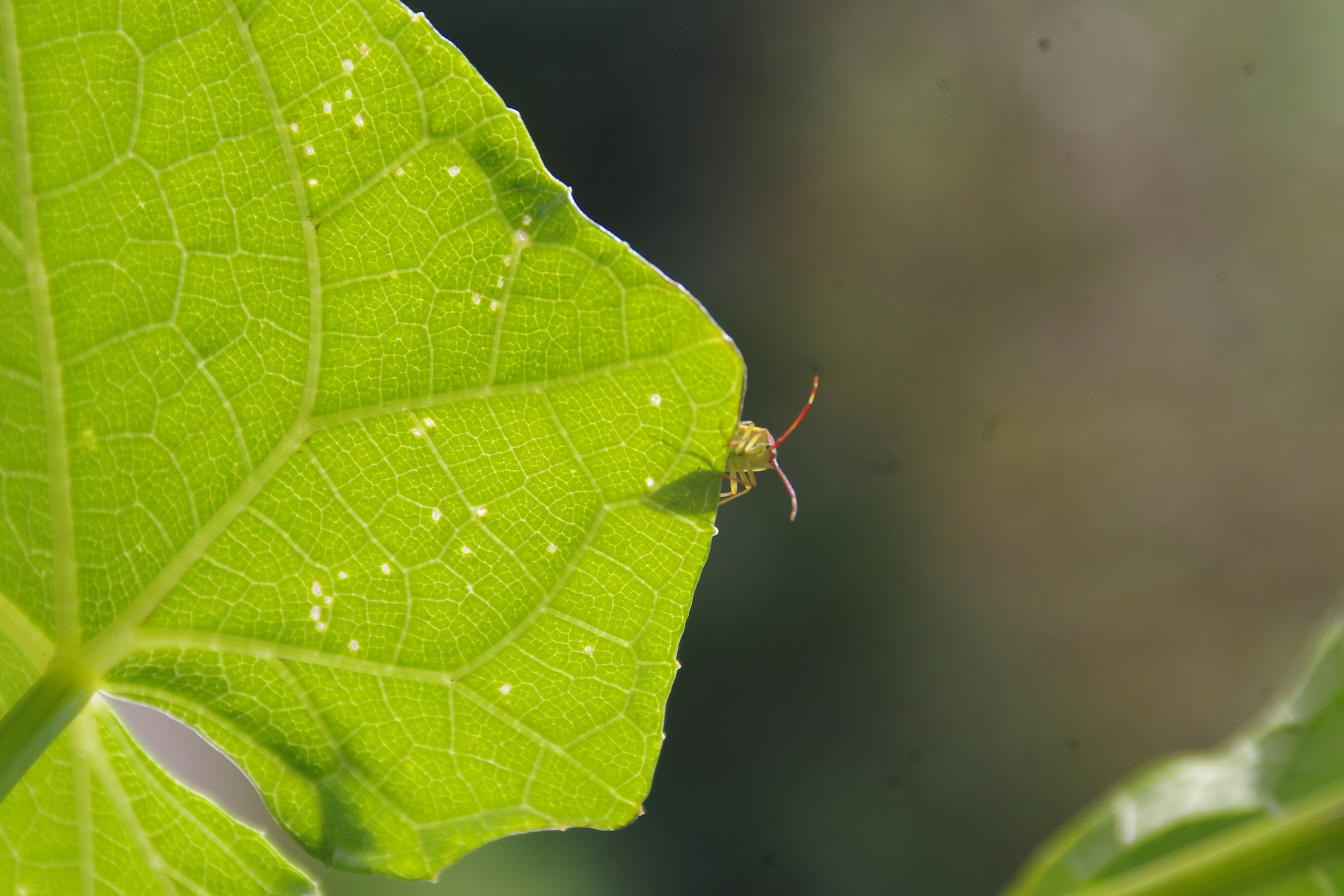 Chayote (Leaf) 2...