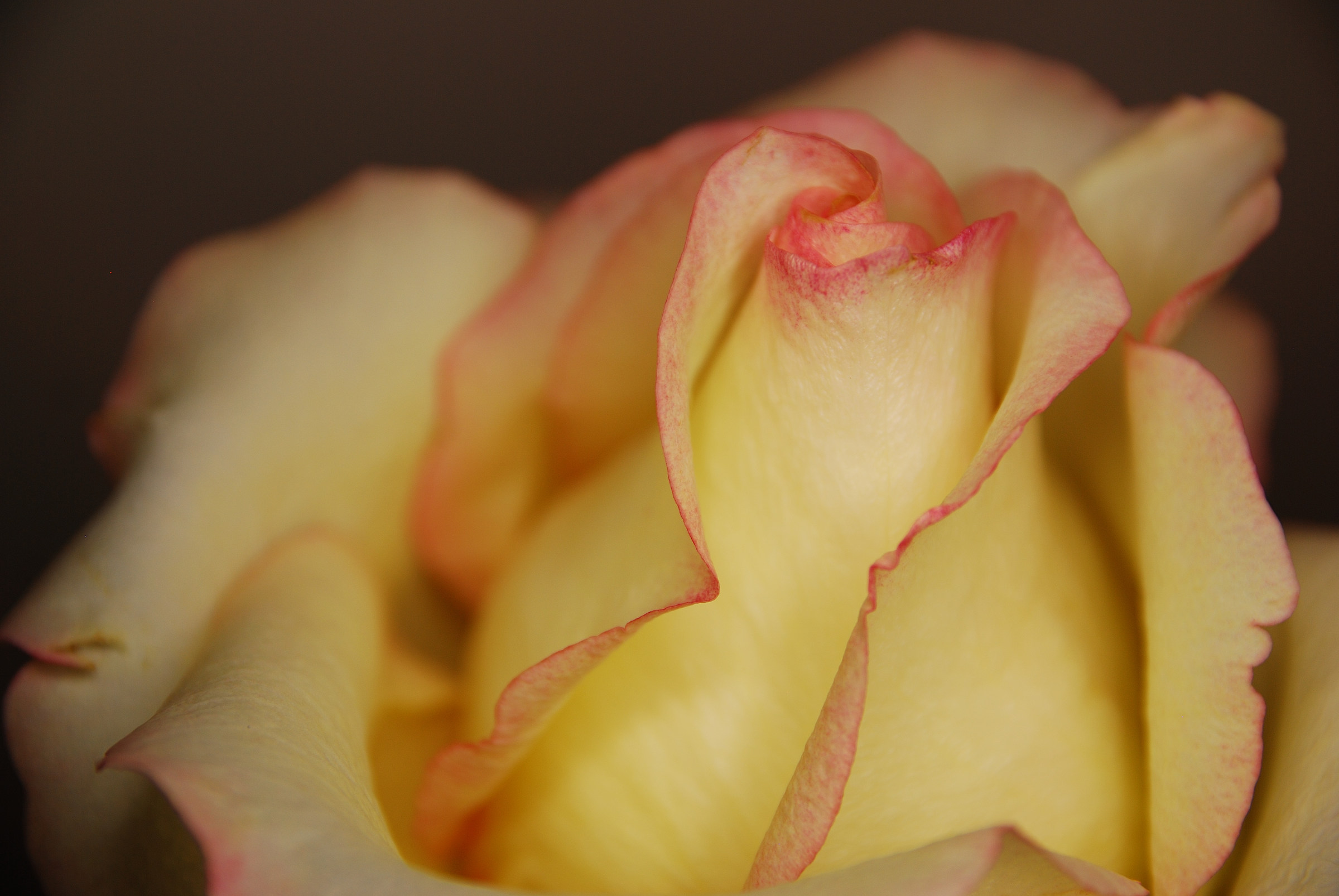 rosa rosada...