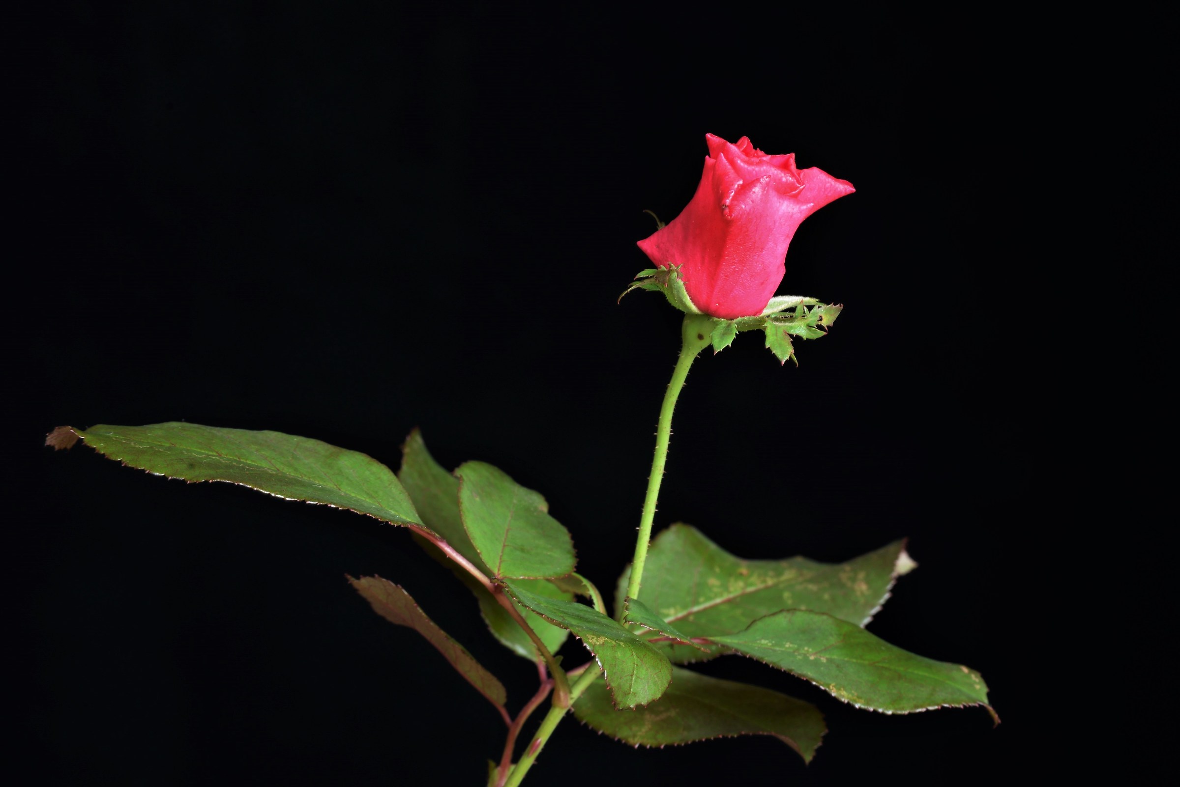 Last Rose....