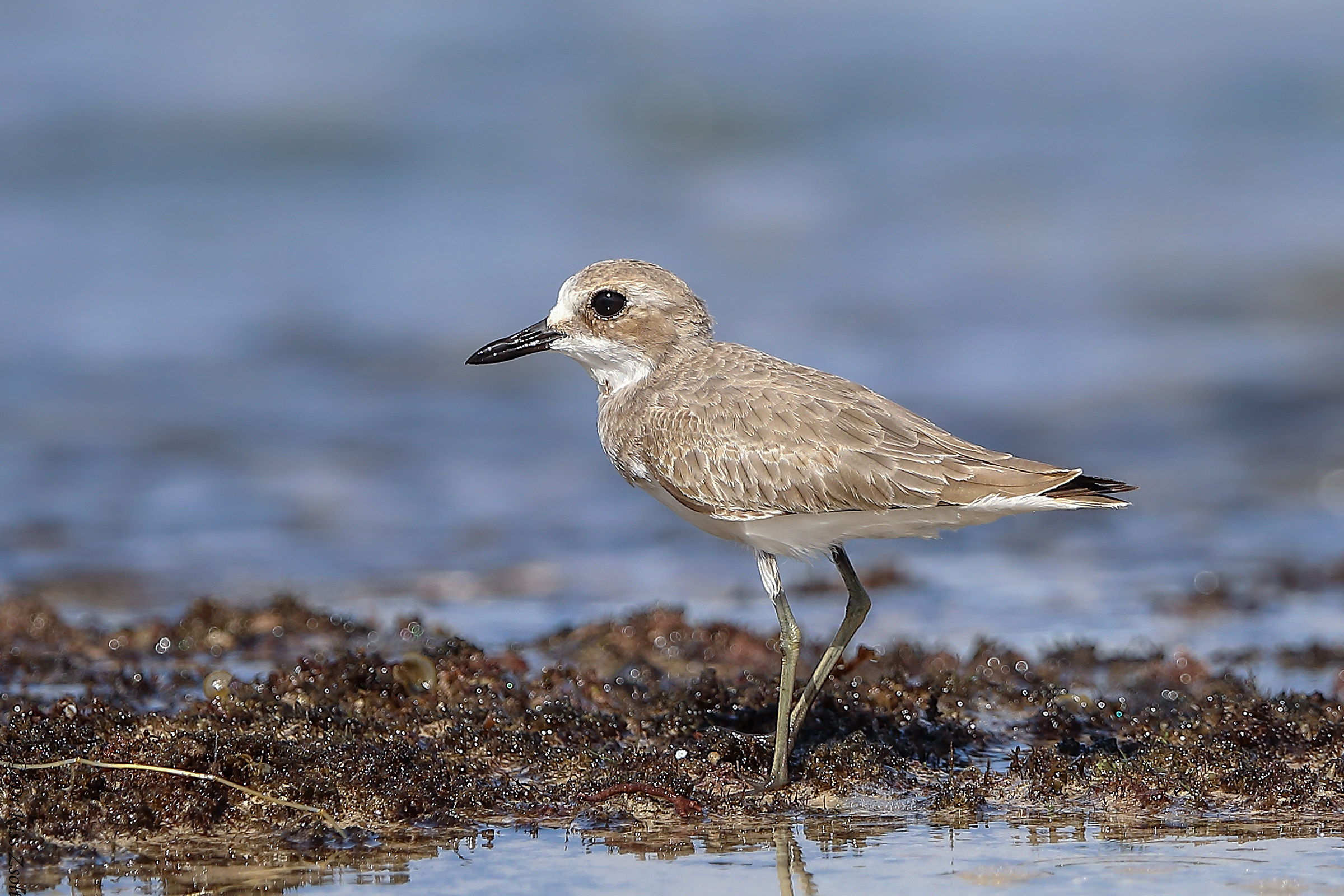 Greater sand plover...