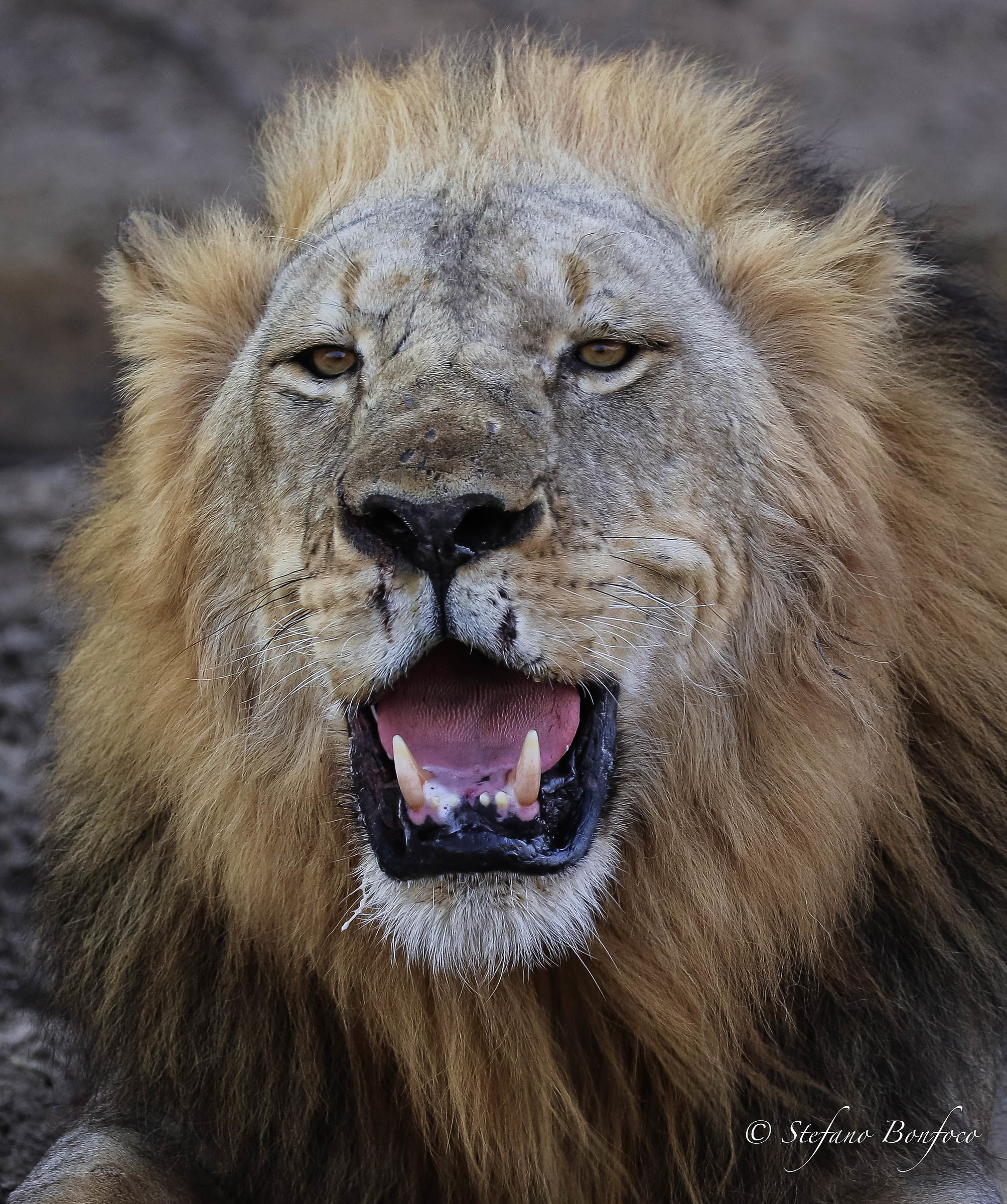 Lion (Panthera leo)...