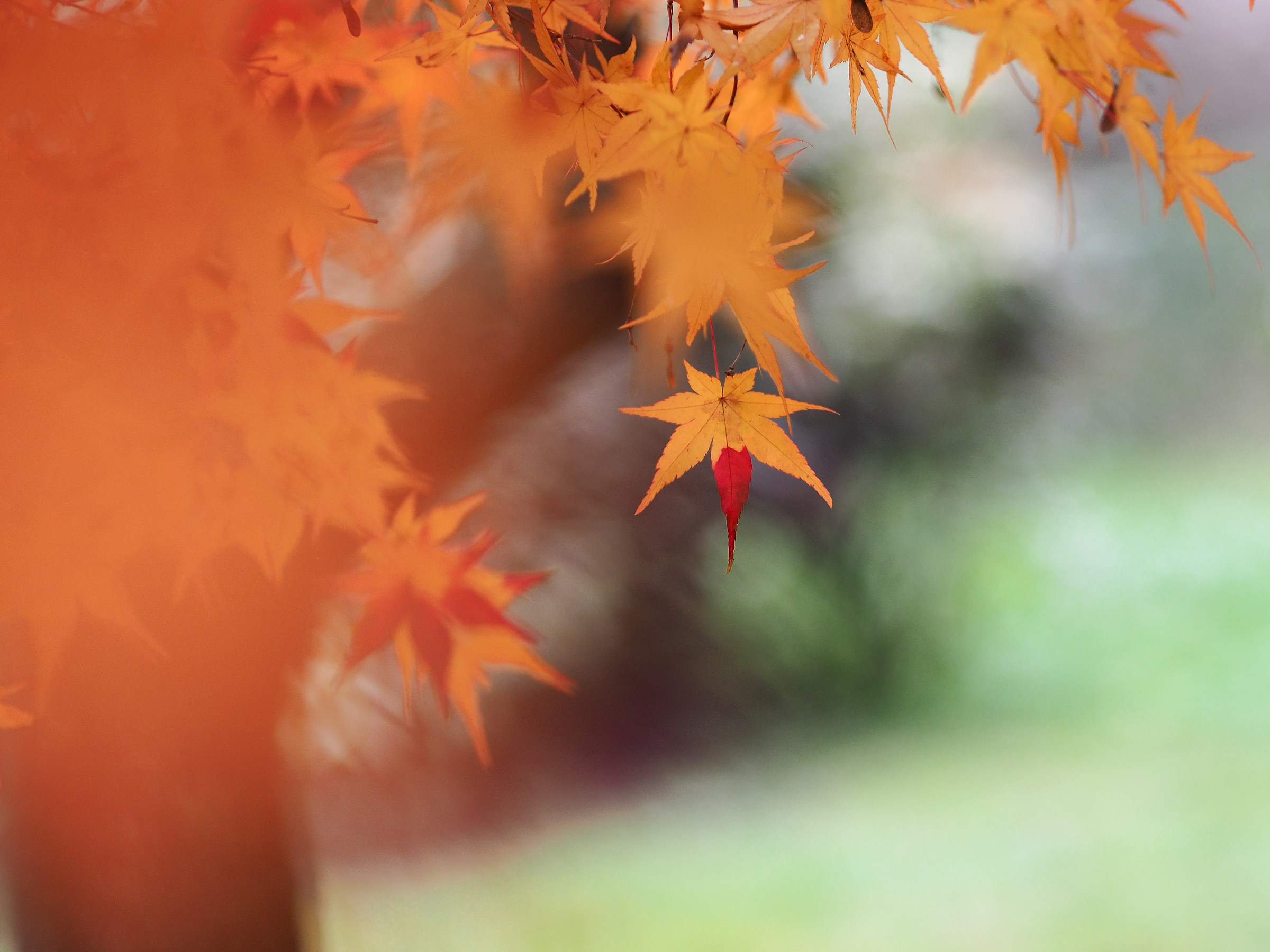 Magia d'Autunno...