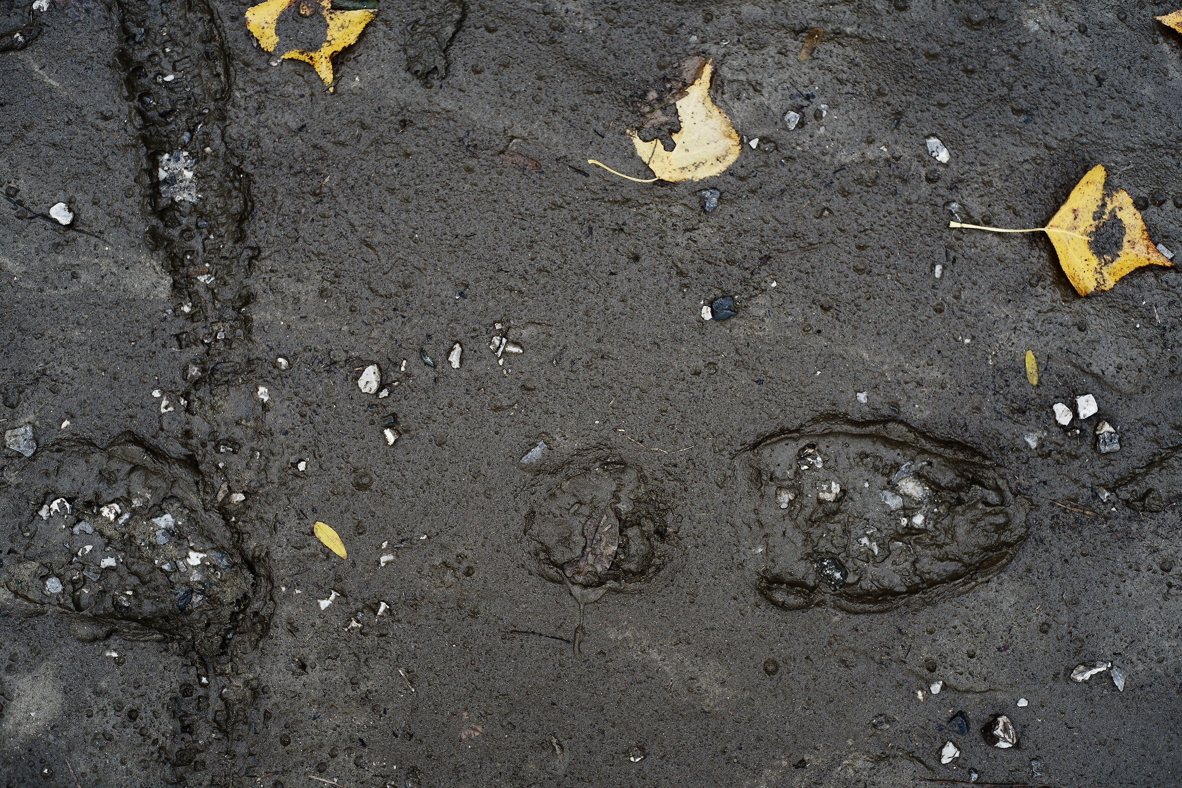 Footprint...