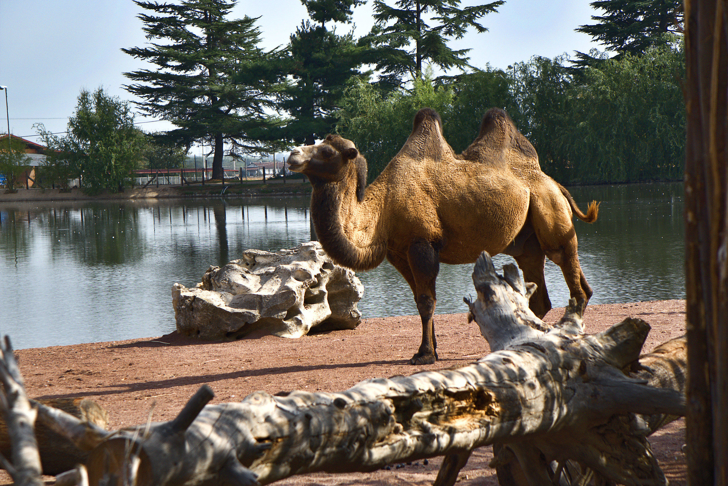 Bactrian Camel in an EcoPark...