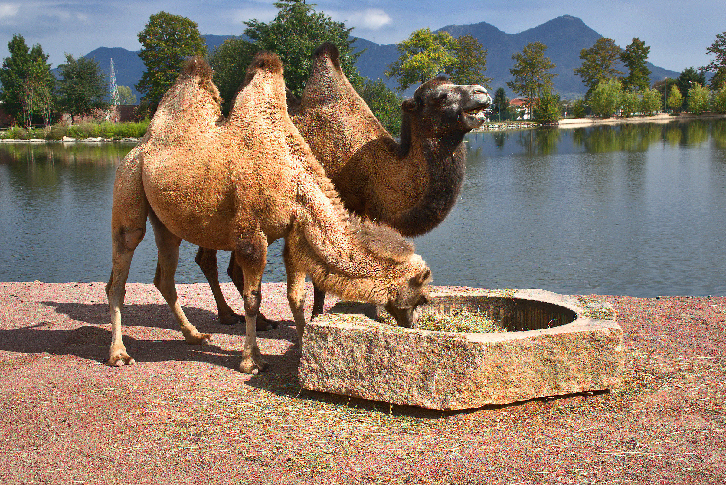 Pair of Bactrian camels in an EcoPark...