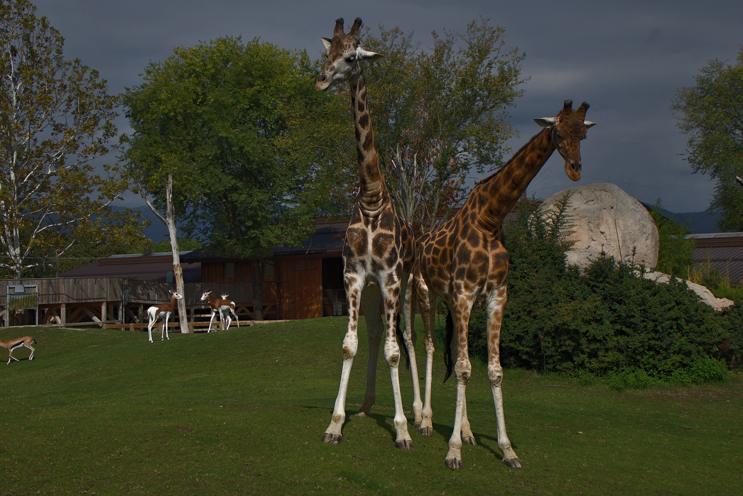 Giraffes at Bioparco...